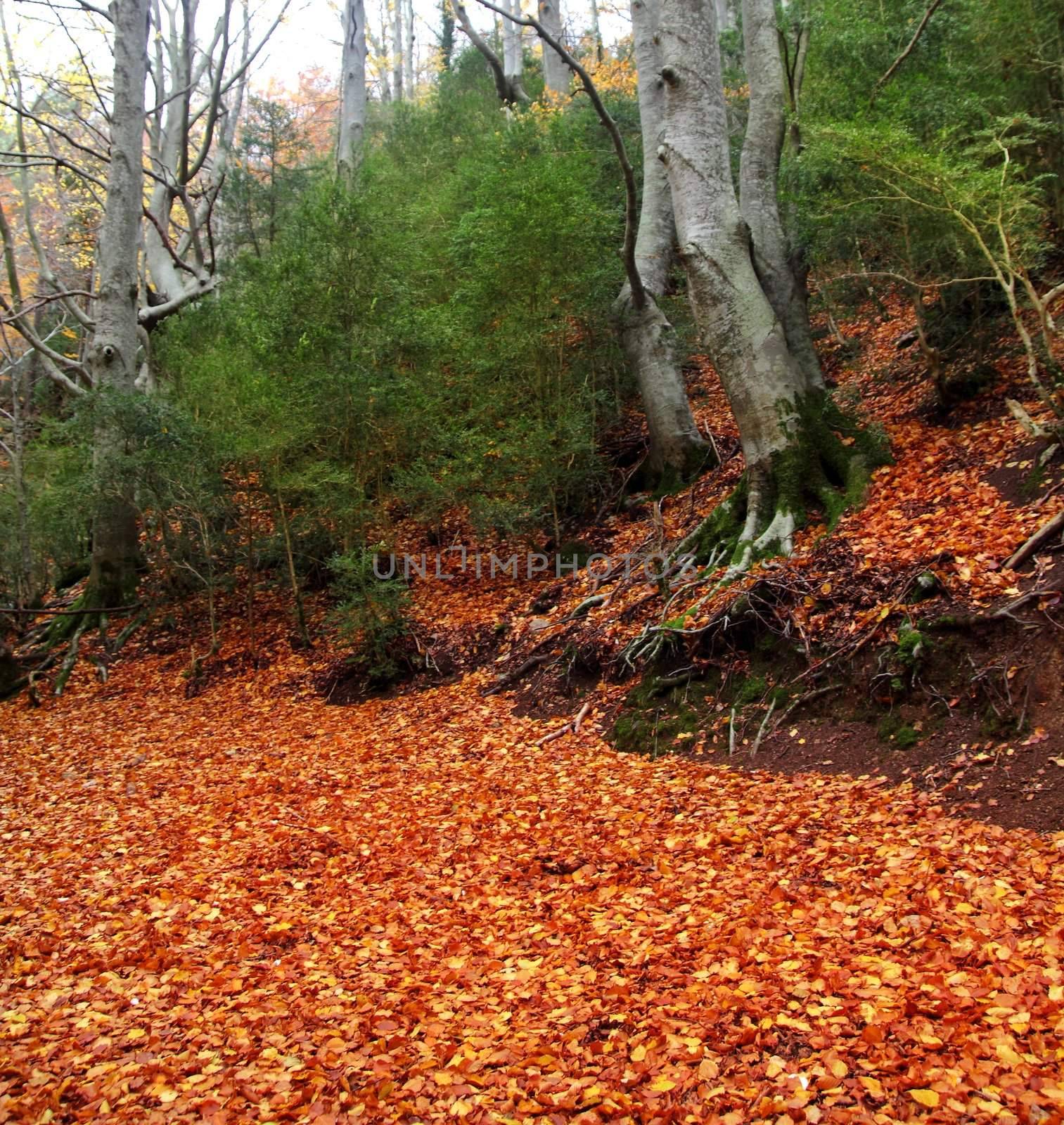 autumn centenary beech tree forest in fall golden leaves