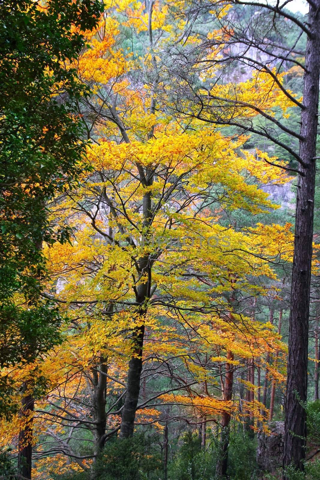 autumn fall colorful golden yellow leaves from a beech trees forest