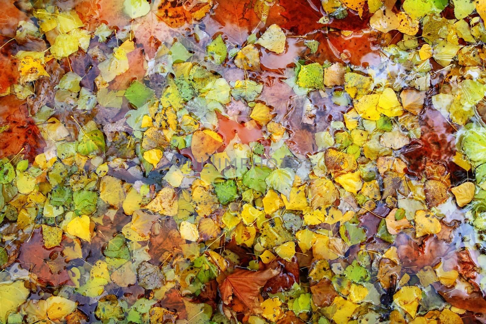 autumn fall leaves colorful background in water river lake