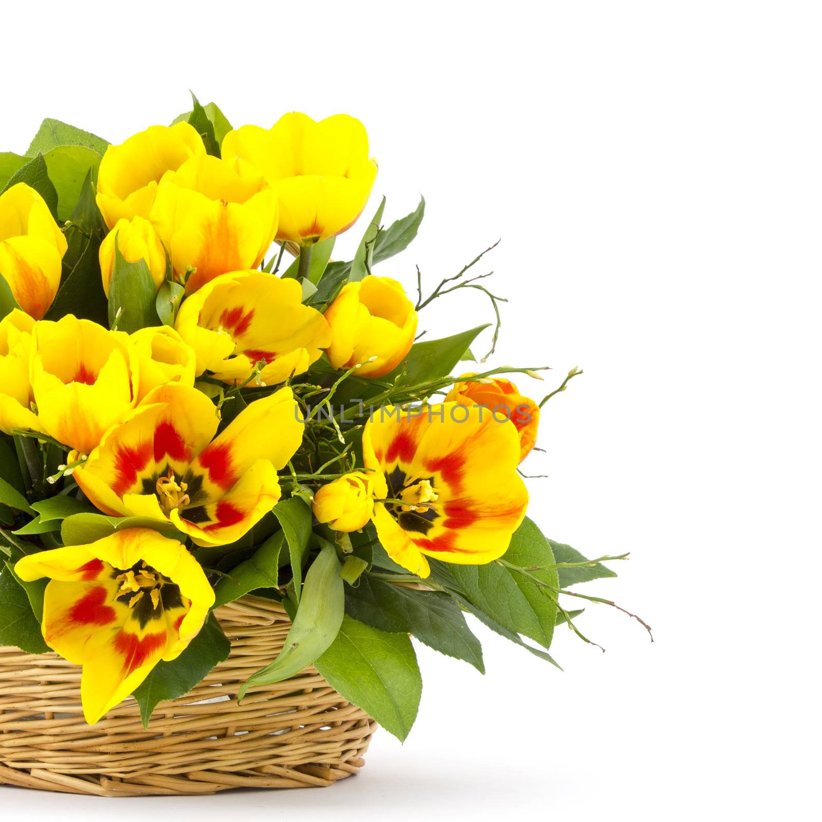 yellow tulips in a basket on a white background  by miradrozdowski