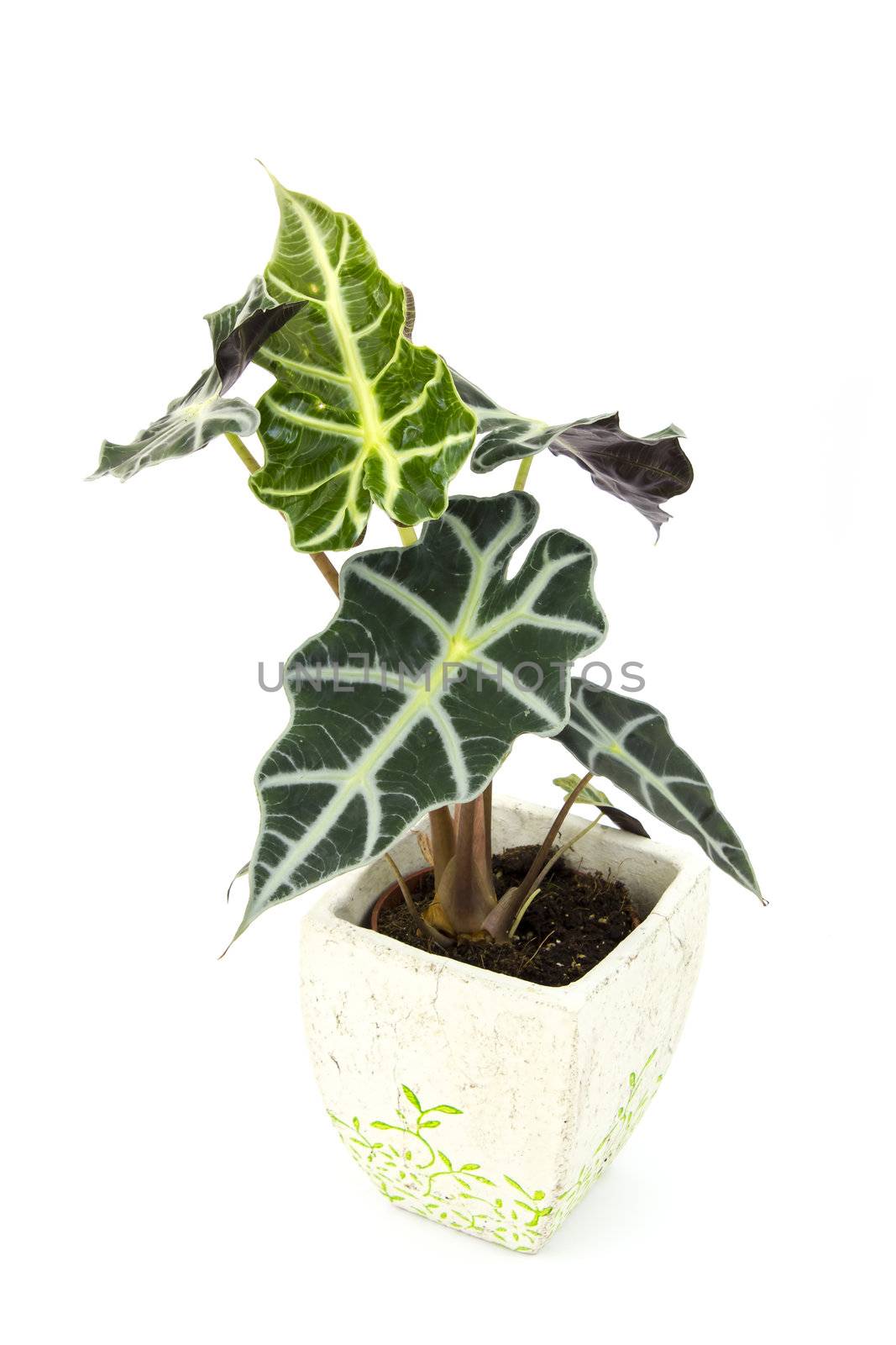 Alocasia. Isolated flower in pot. by miradrozdowski