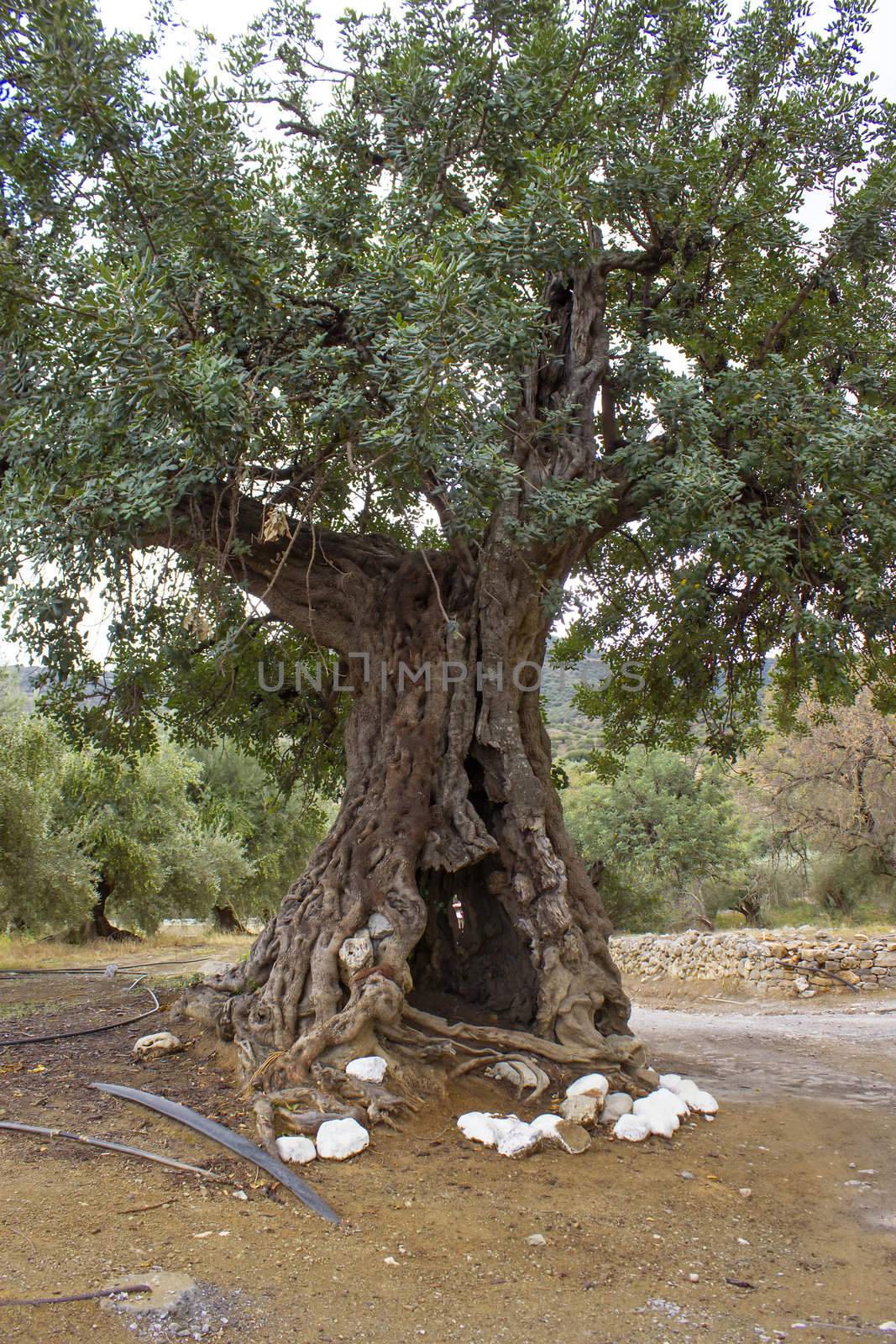 old olive tree, Crete, Greece