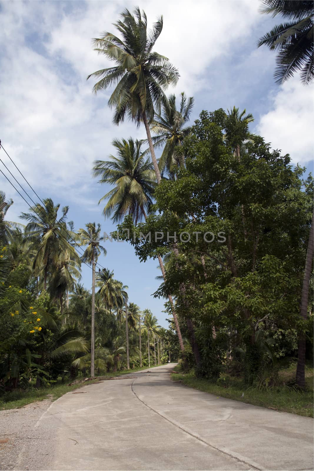 Road through coconut plantation, Tap Sakae, Thailand