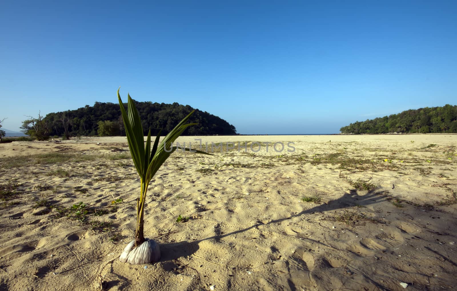 Coconut Palm Seedling on Beach by khellon