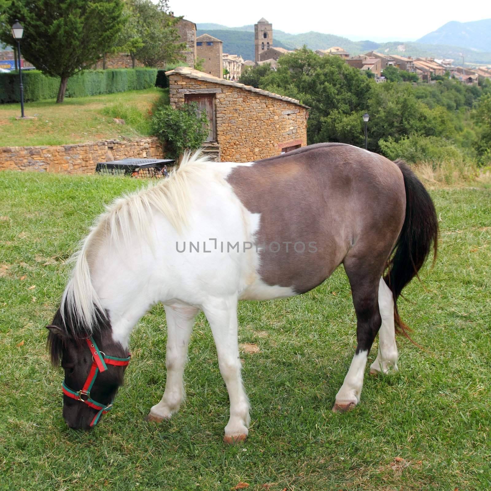 Pony horse grazing meadow in Ainsa Pyrenees Aragon Huesca Spain