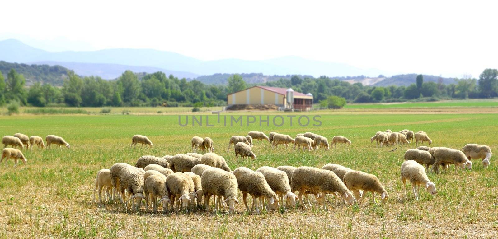 sheep flock grazing meadow in grass field panoramic view