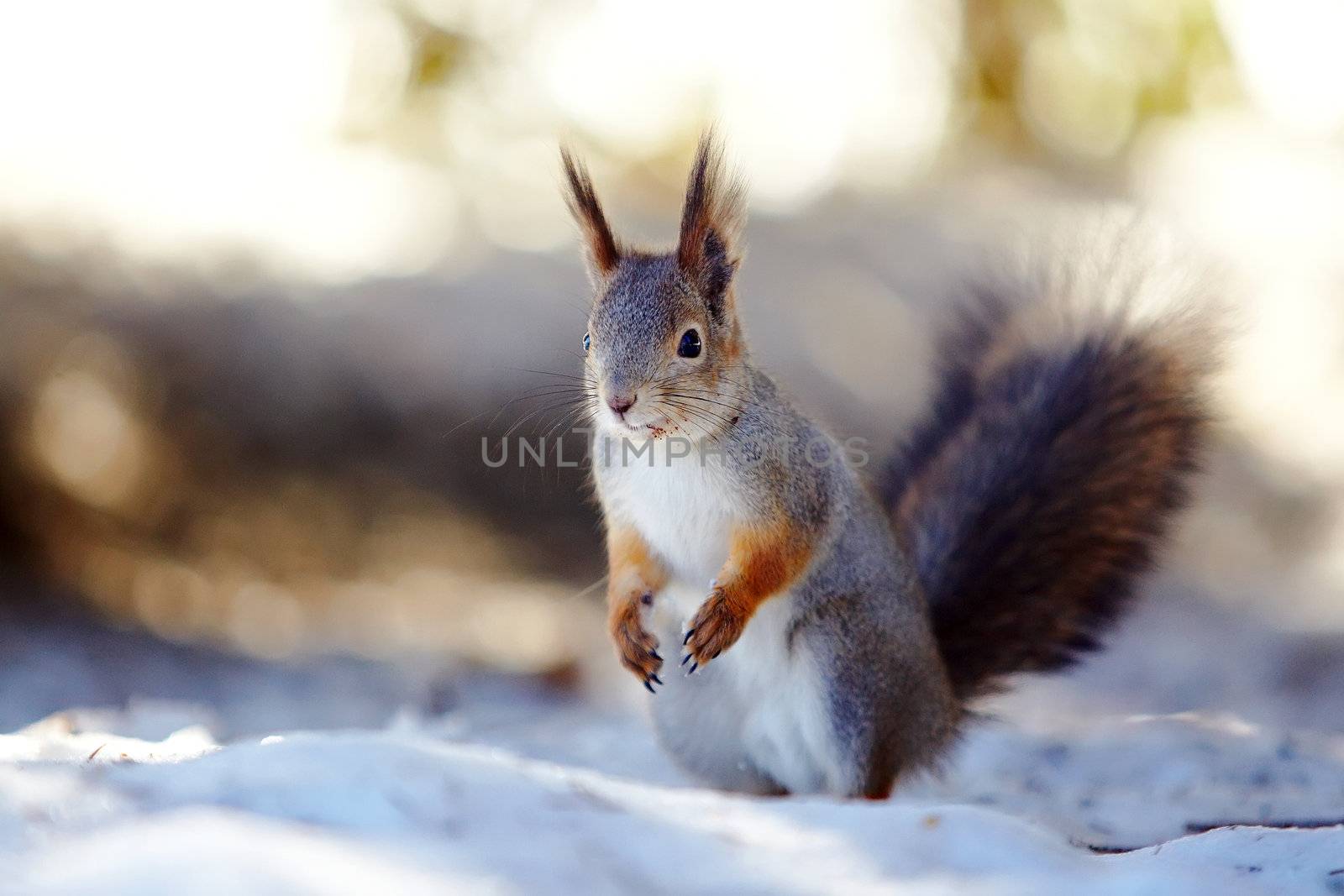 Squirrel on snow. Wild small animal. Fluffy squirrel. Wild rodent.