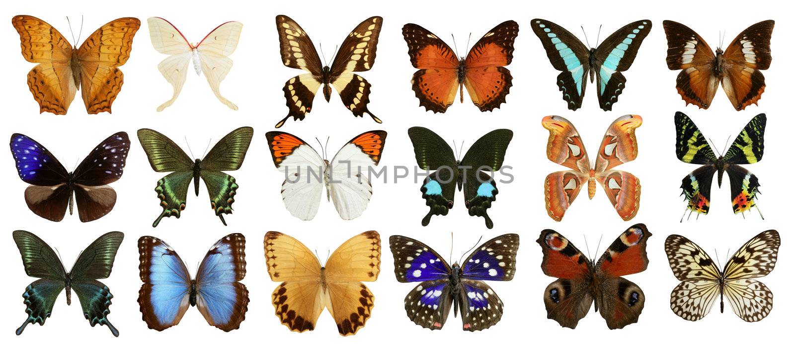 butterflies collection colorful isolated on white by lunamarina