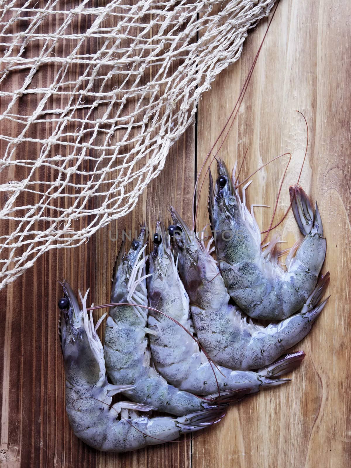 grey shrimps by zkruger