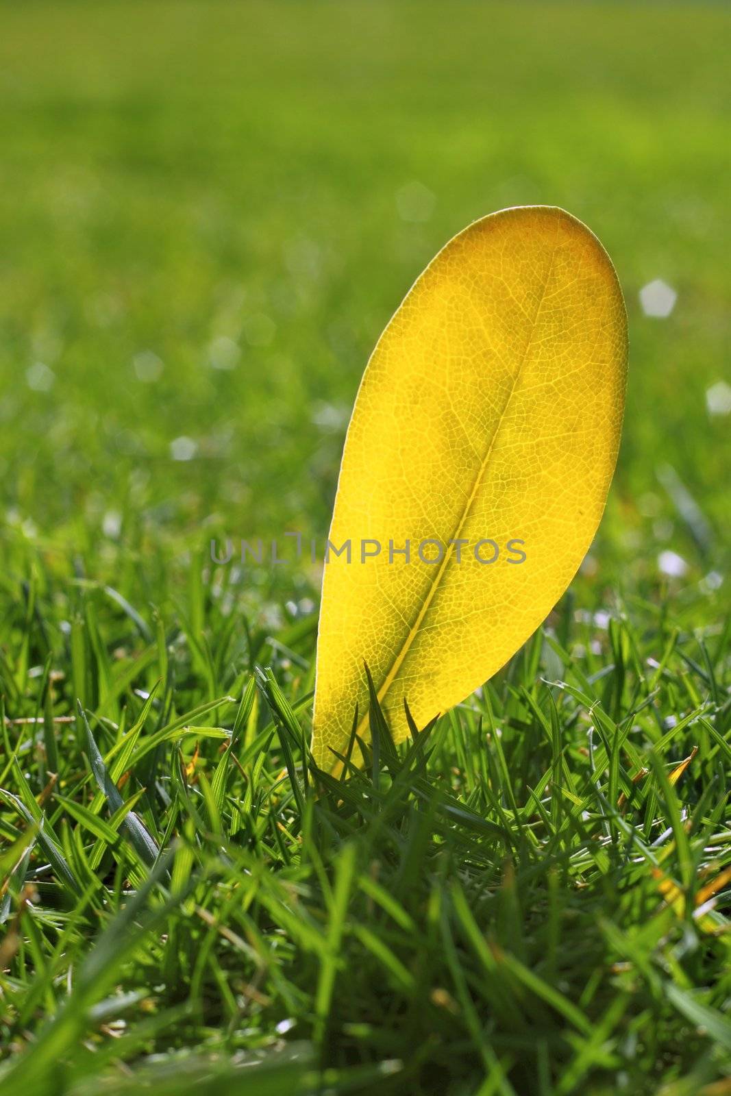 yellow autumn fall leaf on garden green grass lawn vivid seasonal colors