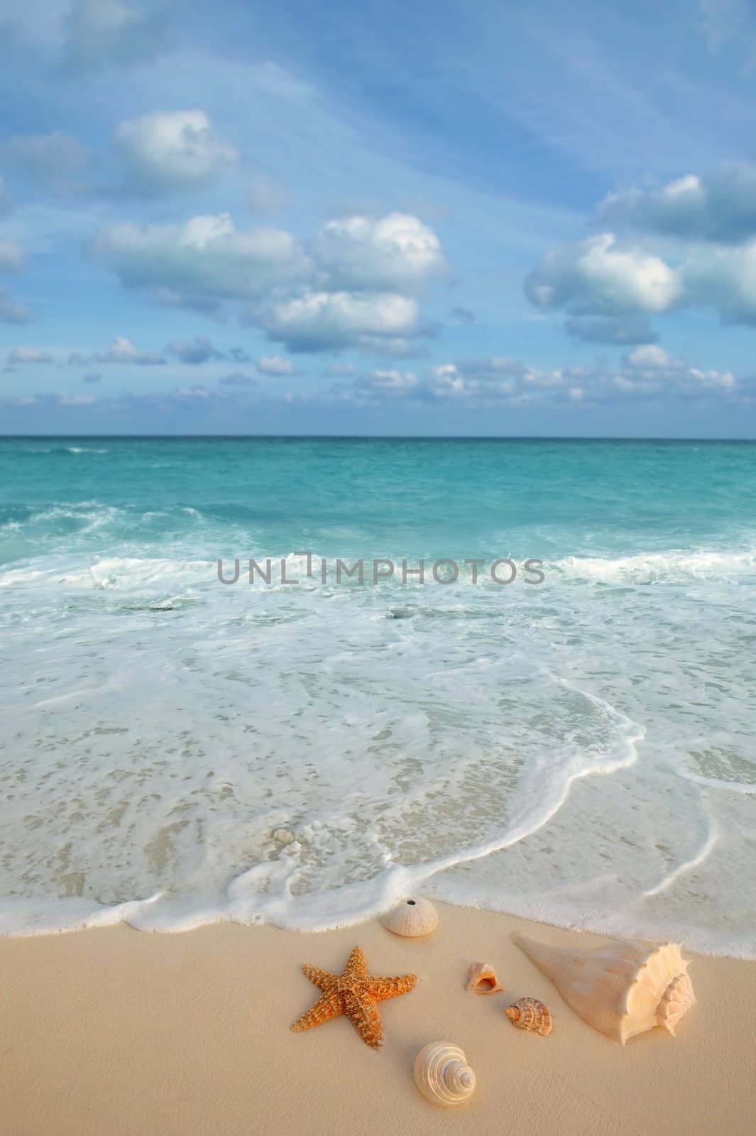 sea shells starfish tropical sand turquoise caribbean by lunamarina