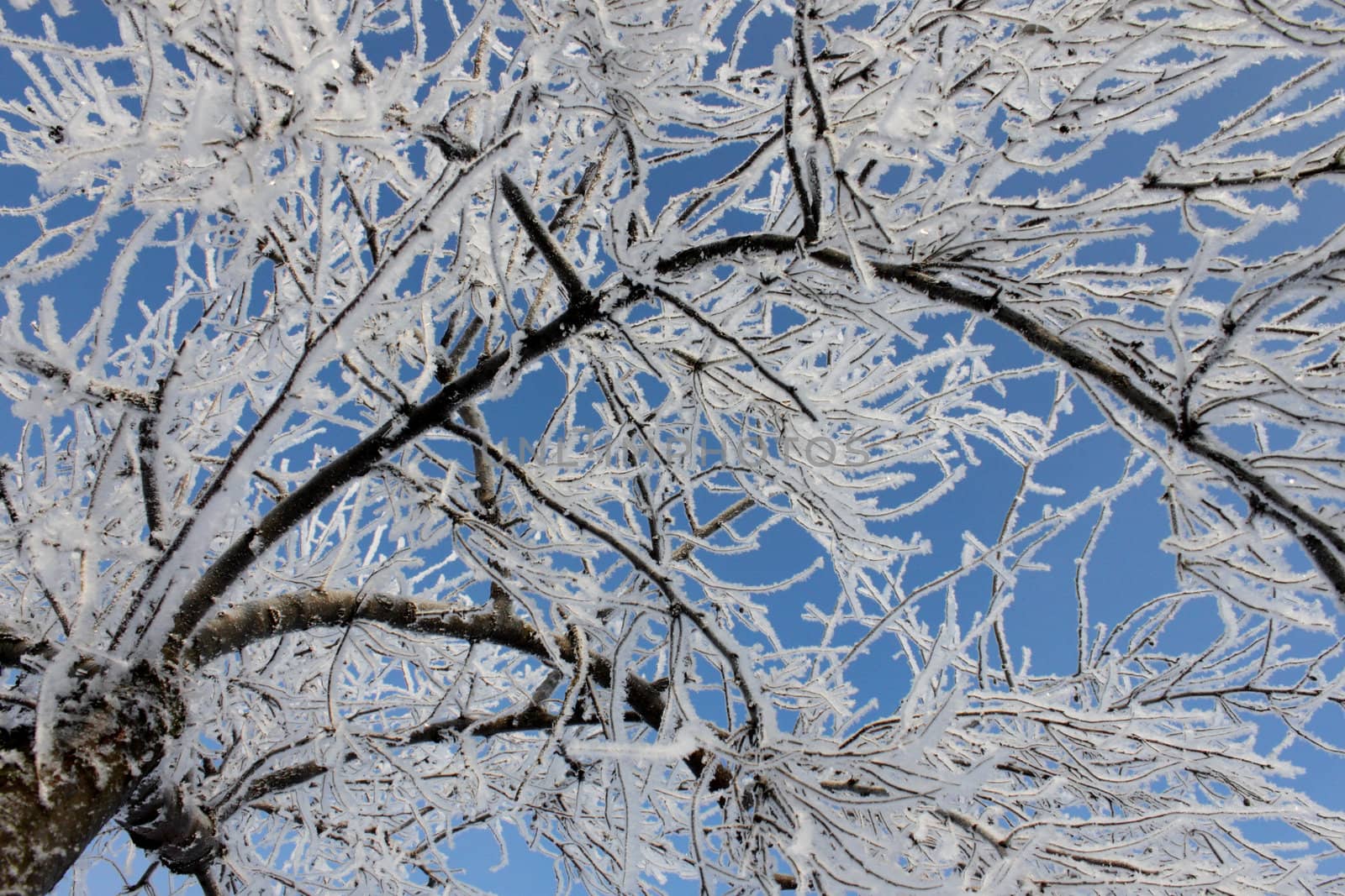 branches of tree covered with hoarfrost