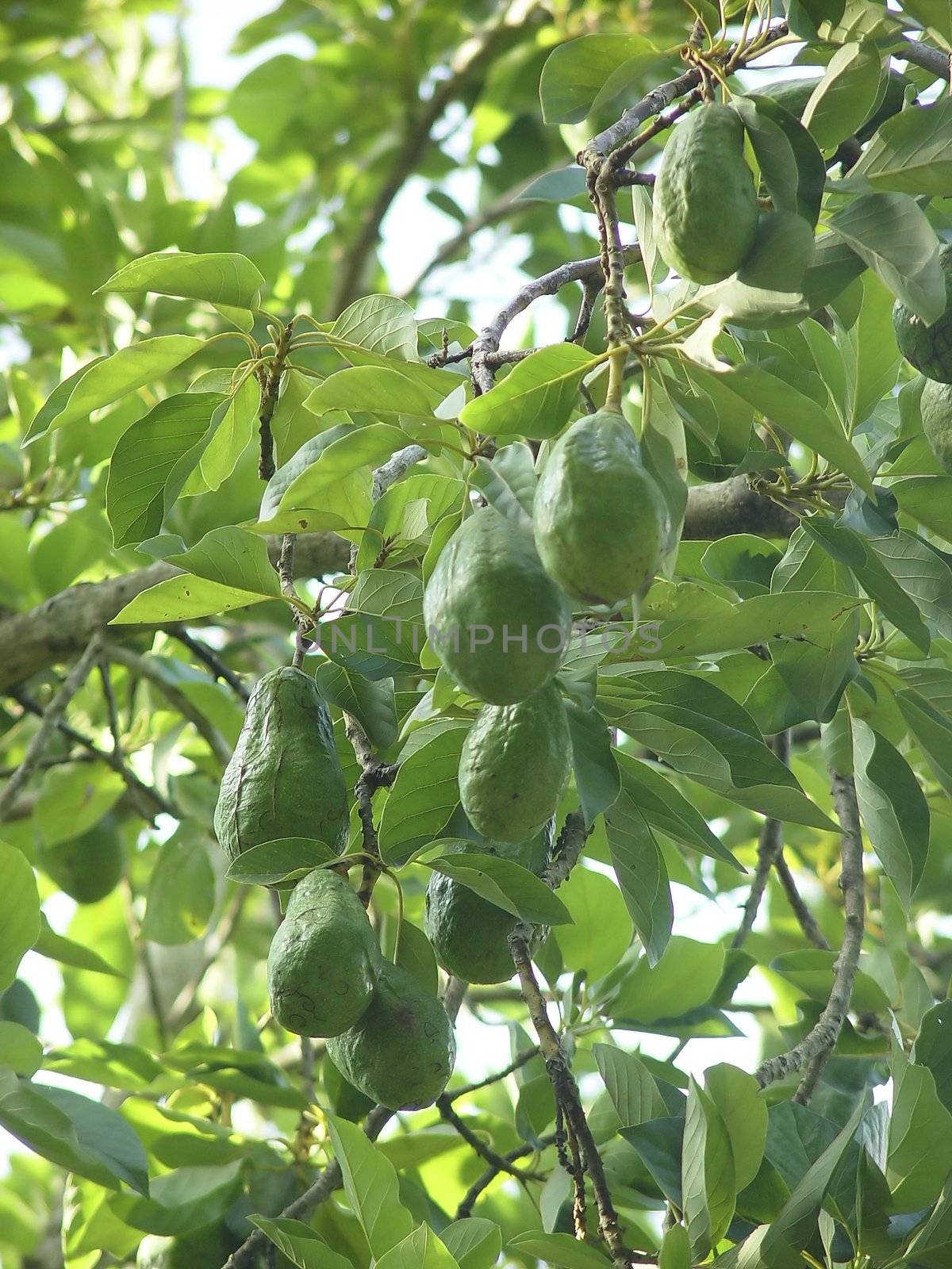 avocado tree with fruits in mexico by lunamarina