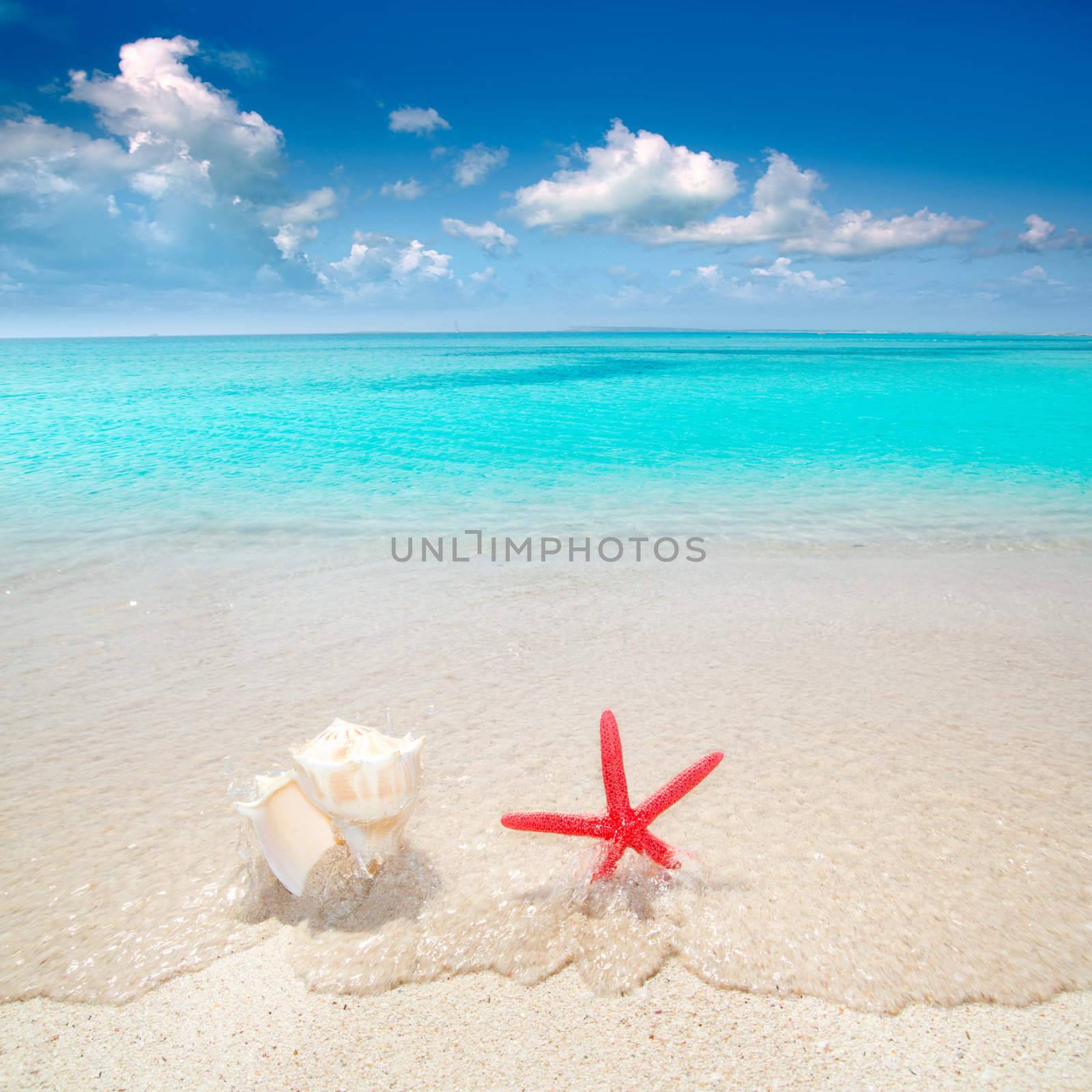 Starfish and seashell in white sand beach with turquoise tropical water