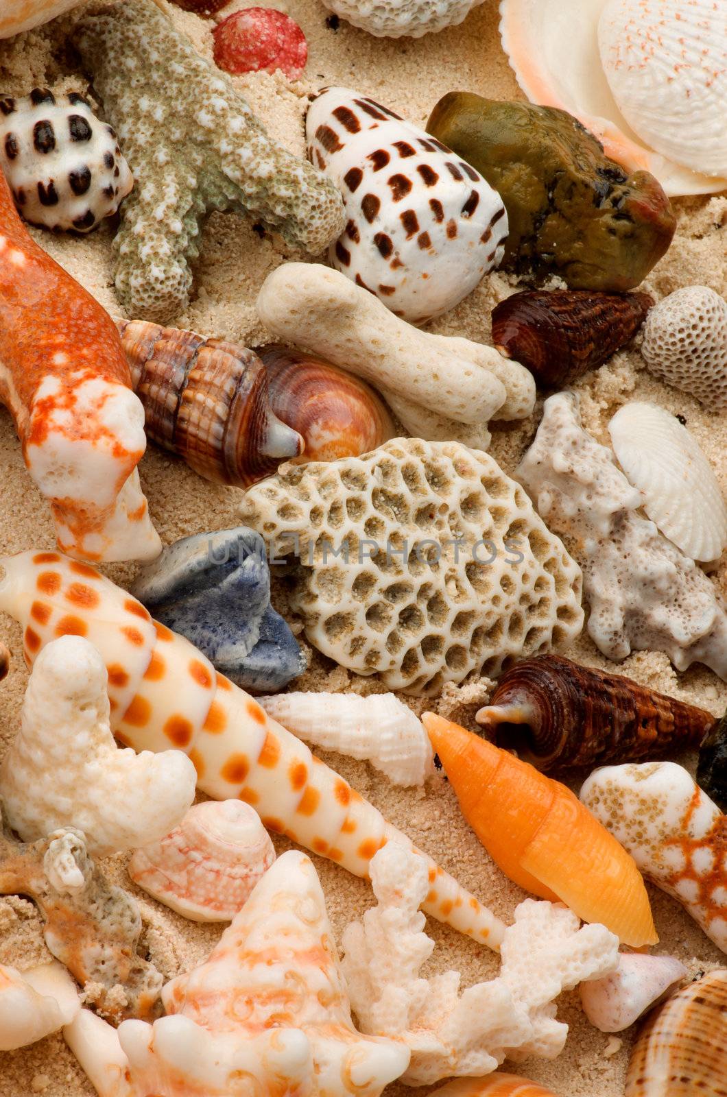 Ocean Shells, Conch Shells, Corals Pieces and  Pebbles closeup as Background 