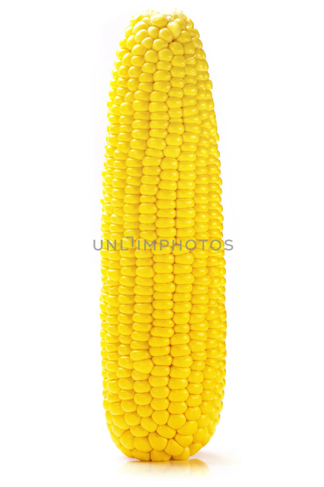 Fresh ripe yellow corn on cob with white background.