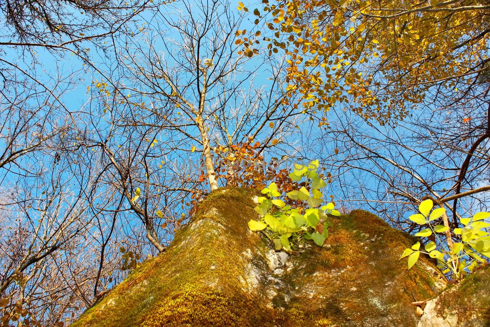 Forest in fine autumn day. Young aspen tree grown on moss-covered boulders. View from bellow