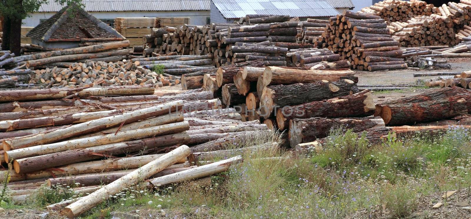 Logs timber industry trunks stacked outdoor stock