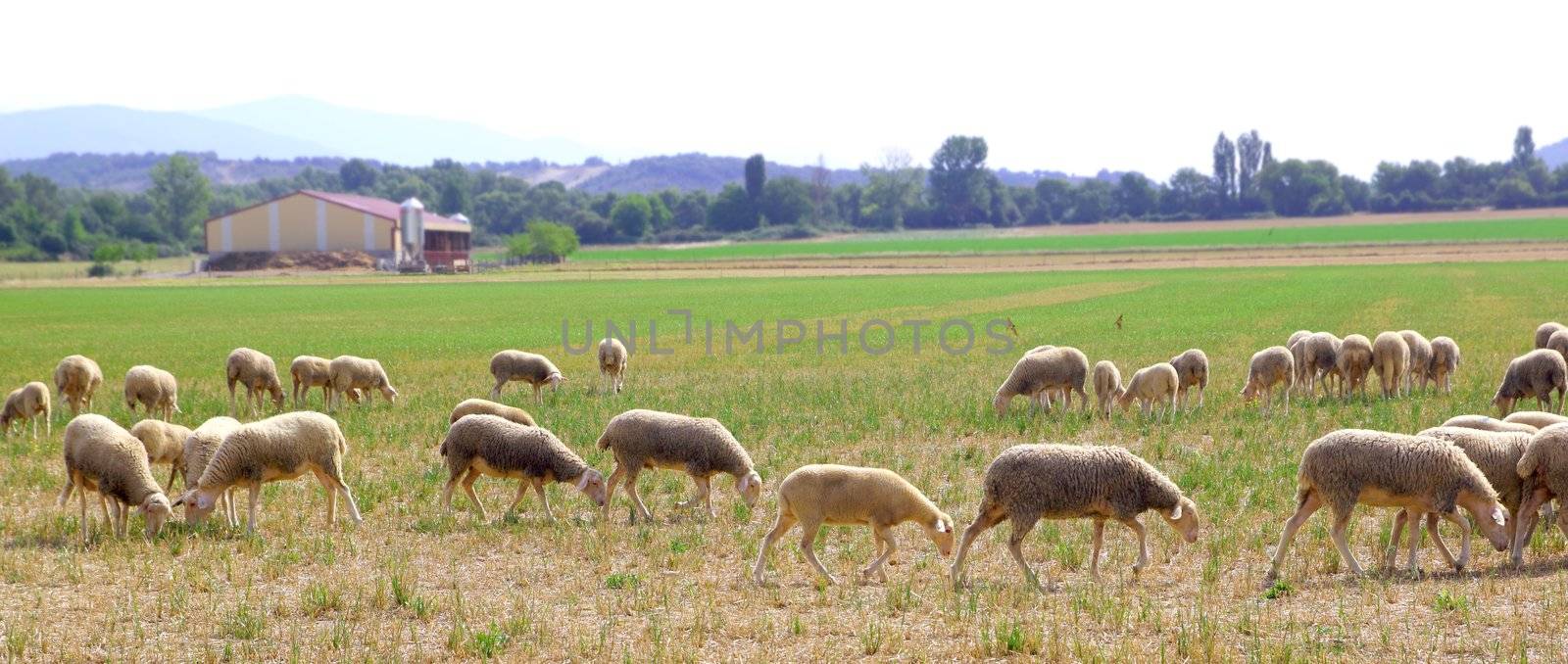 sheep flock grazing meadow in grass field panoramic view