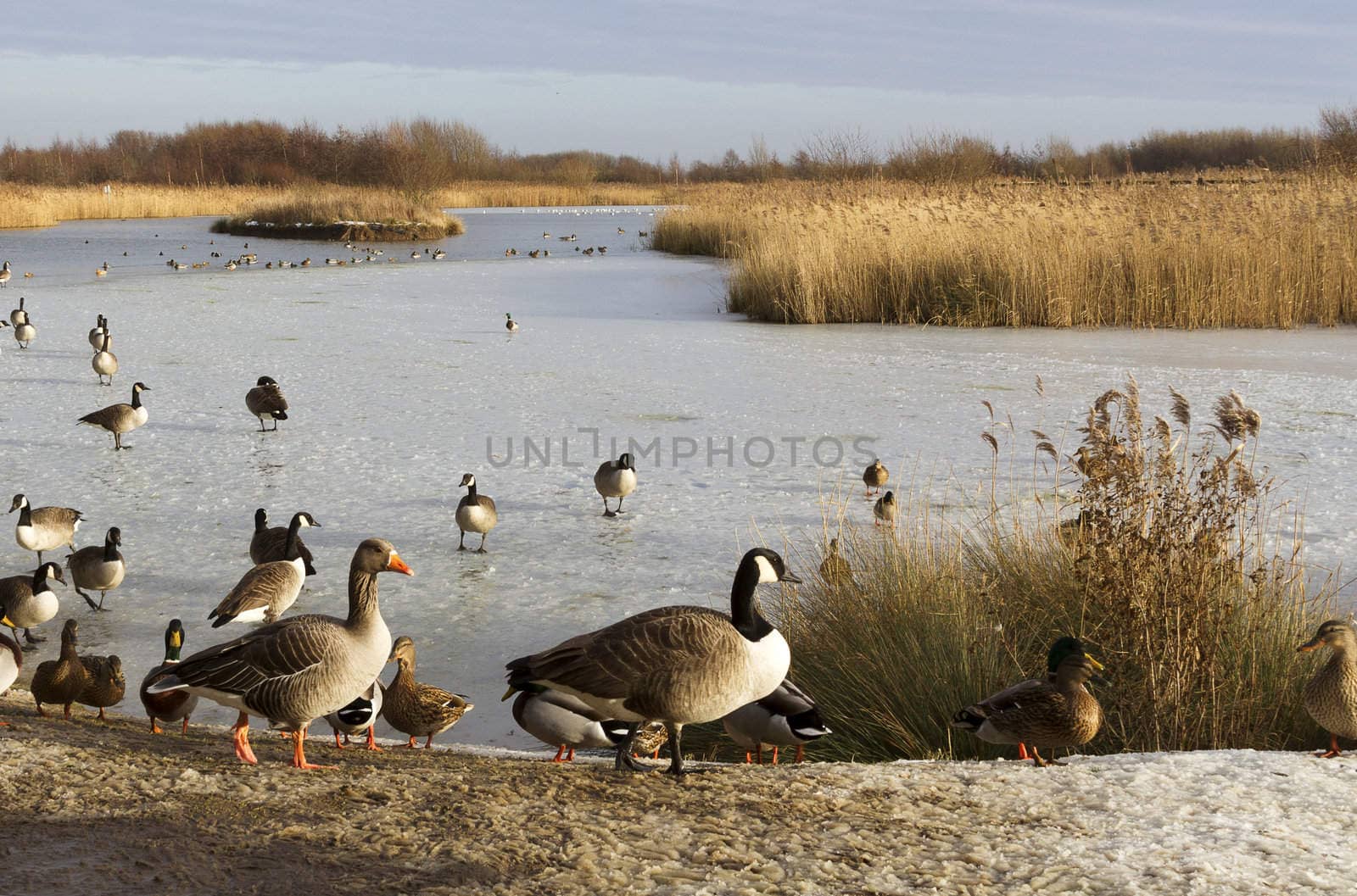 ducks and geese round a frozen pond