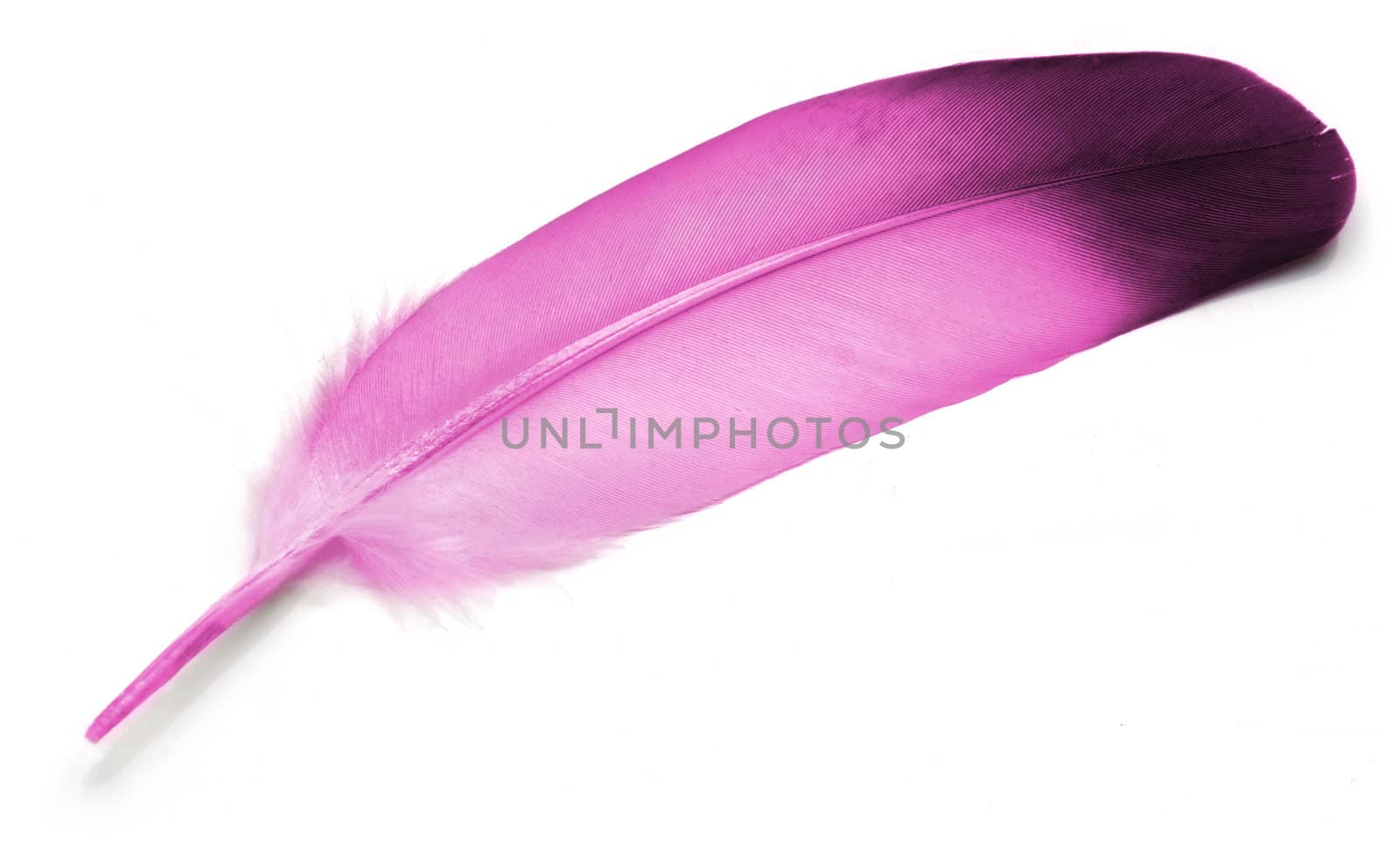 Pink Feather of pigeon over white background.