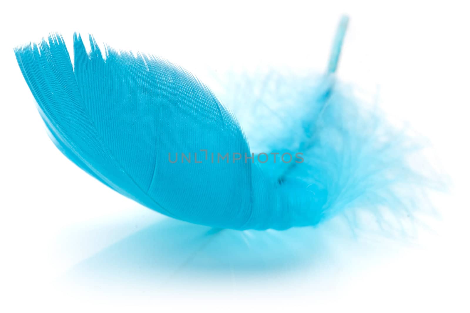 Blue Feather in soft-focus view. Close-Up. With white background - Isolated.