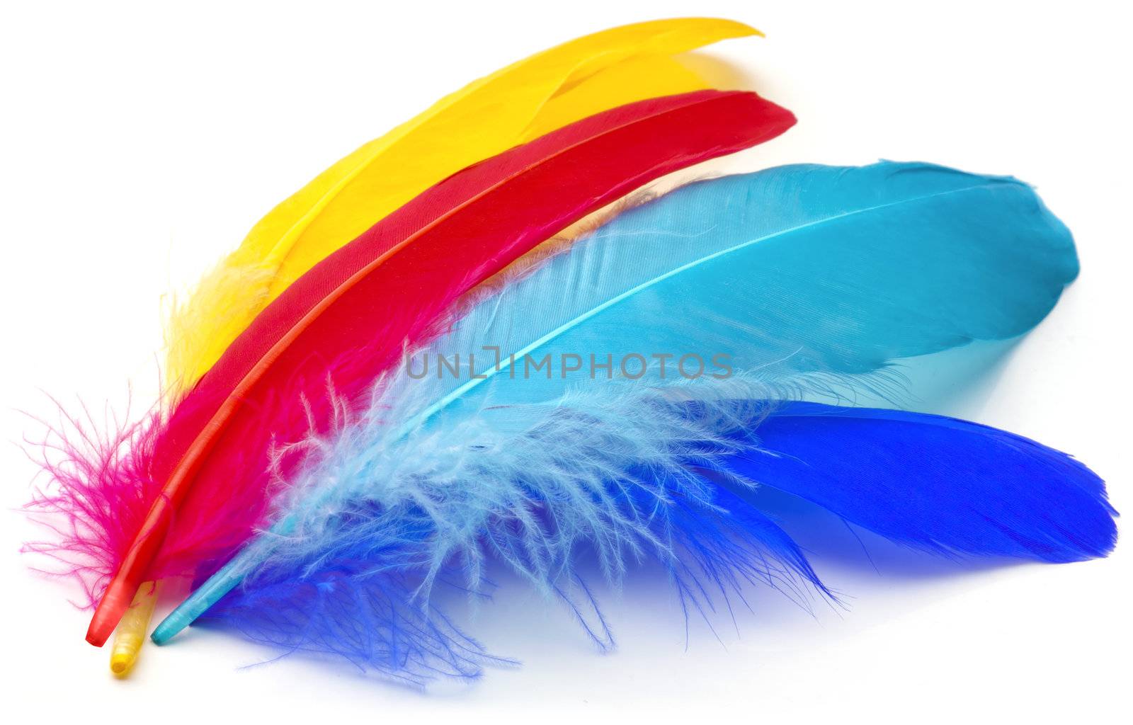 Four feathers of different colors on a white background.