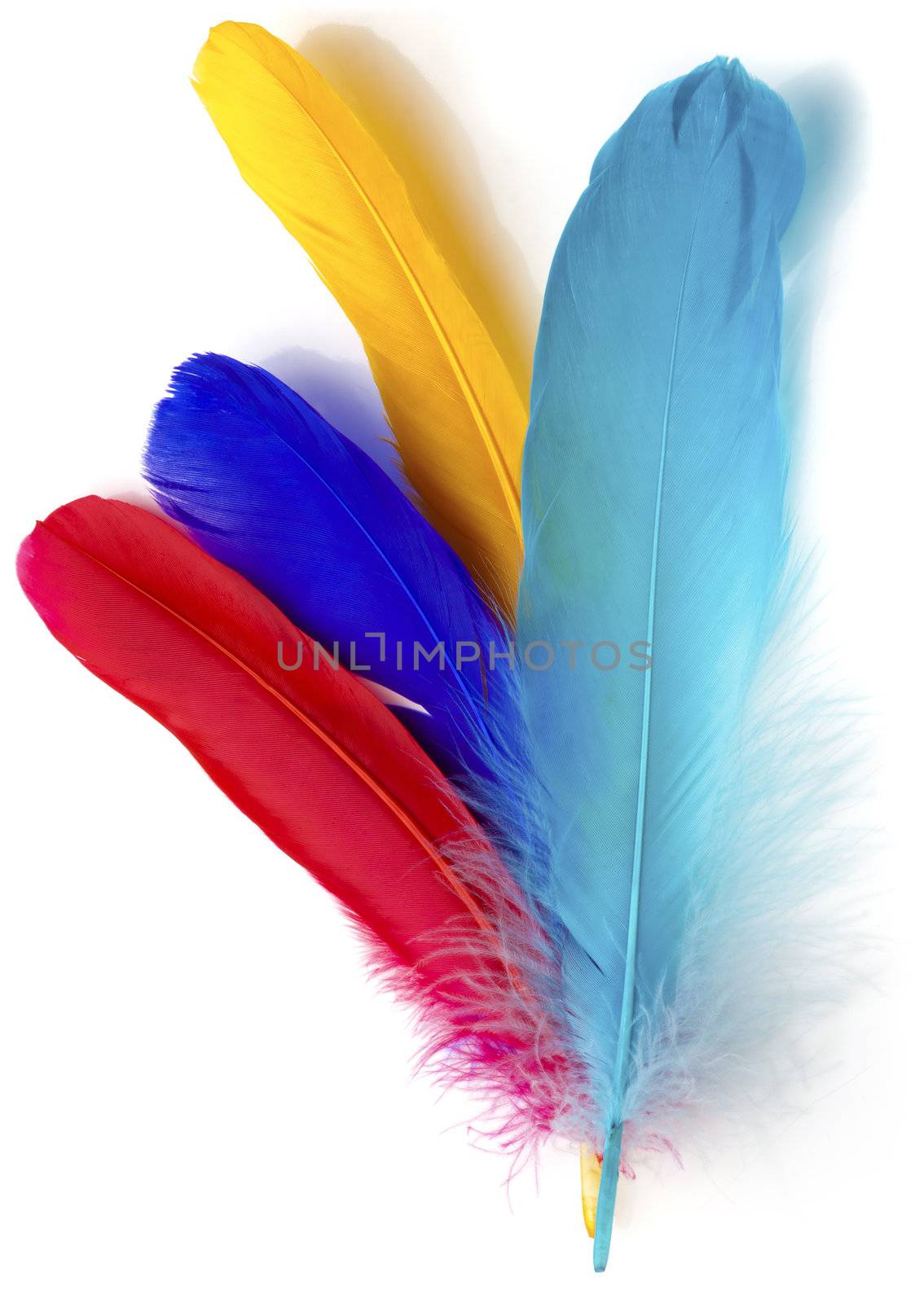 Four feathers of different colors on a white background.