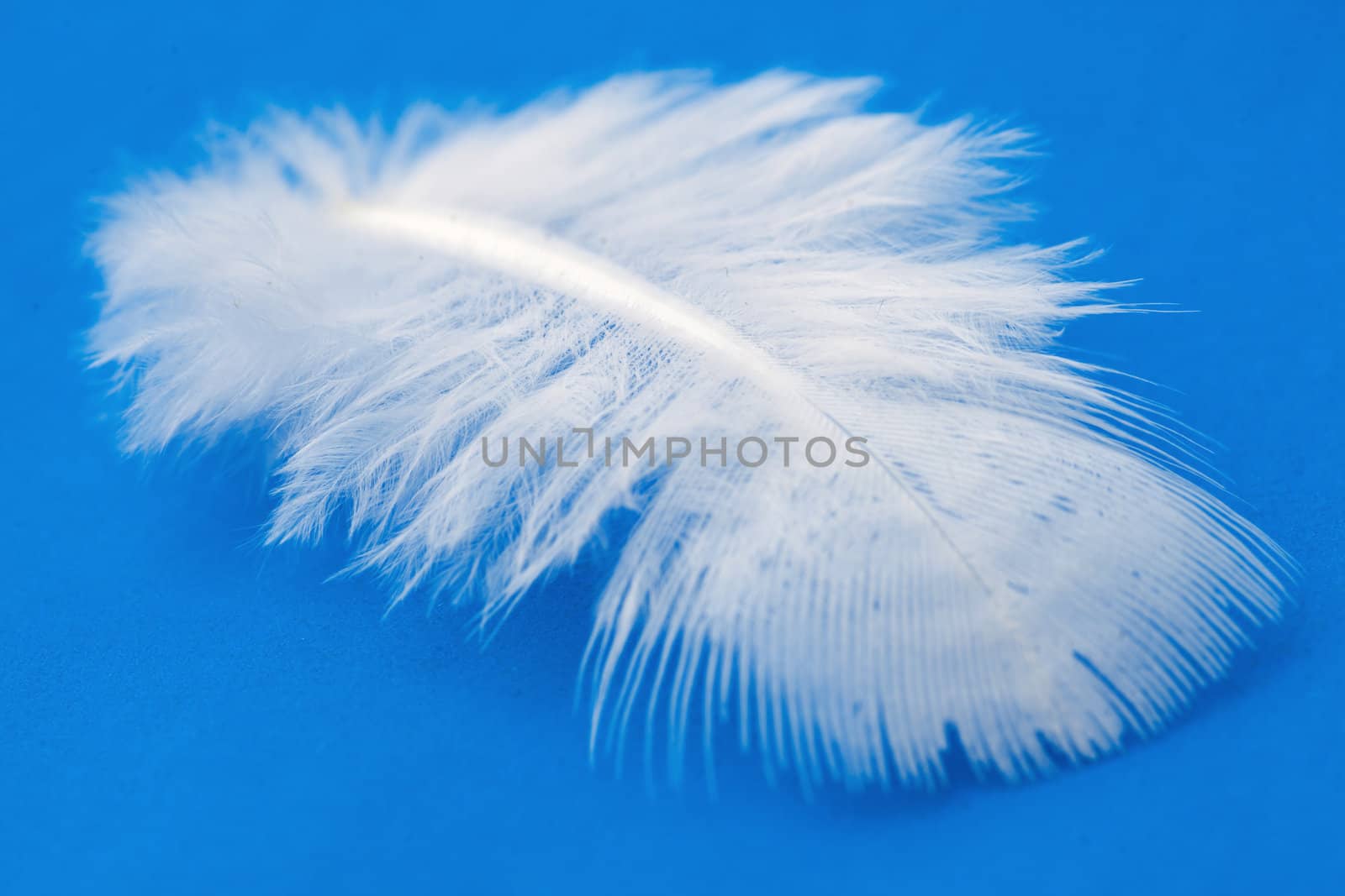 White fluffy Feather over blue background.