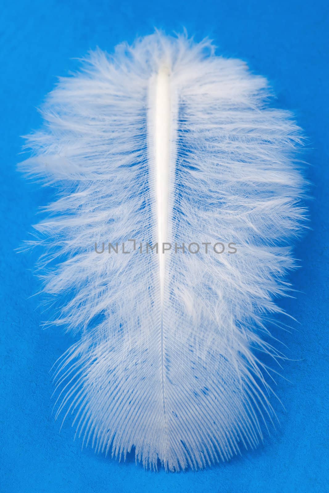 White fluffy Feather over blue background.