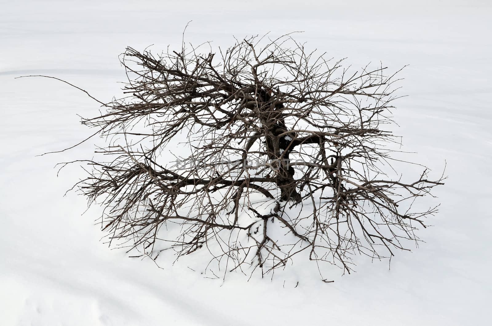 frozen bush on the snow