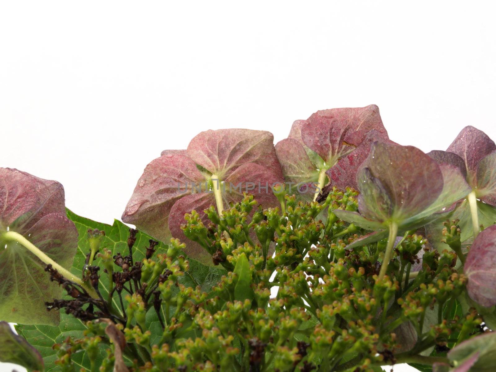 Hydrangea Plant by RGebbiePhoto
