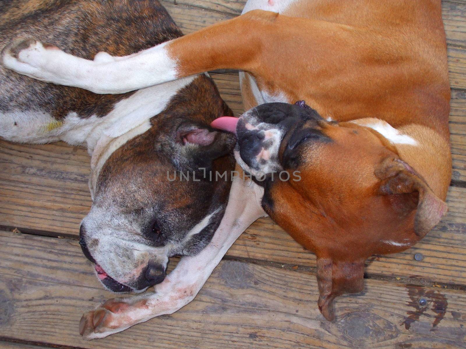 Close up of the boxer dogs.