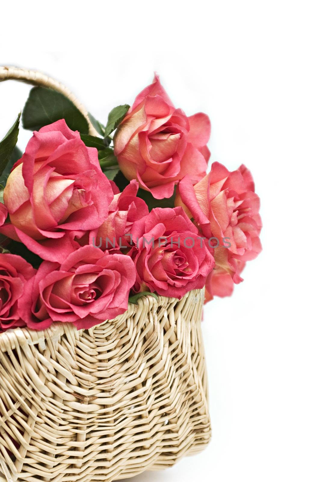 Long stem Peace roses in a basket with room for copy space.