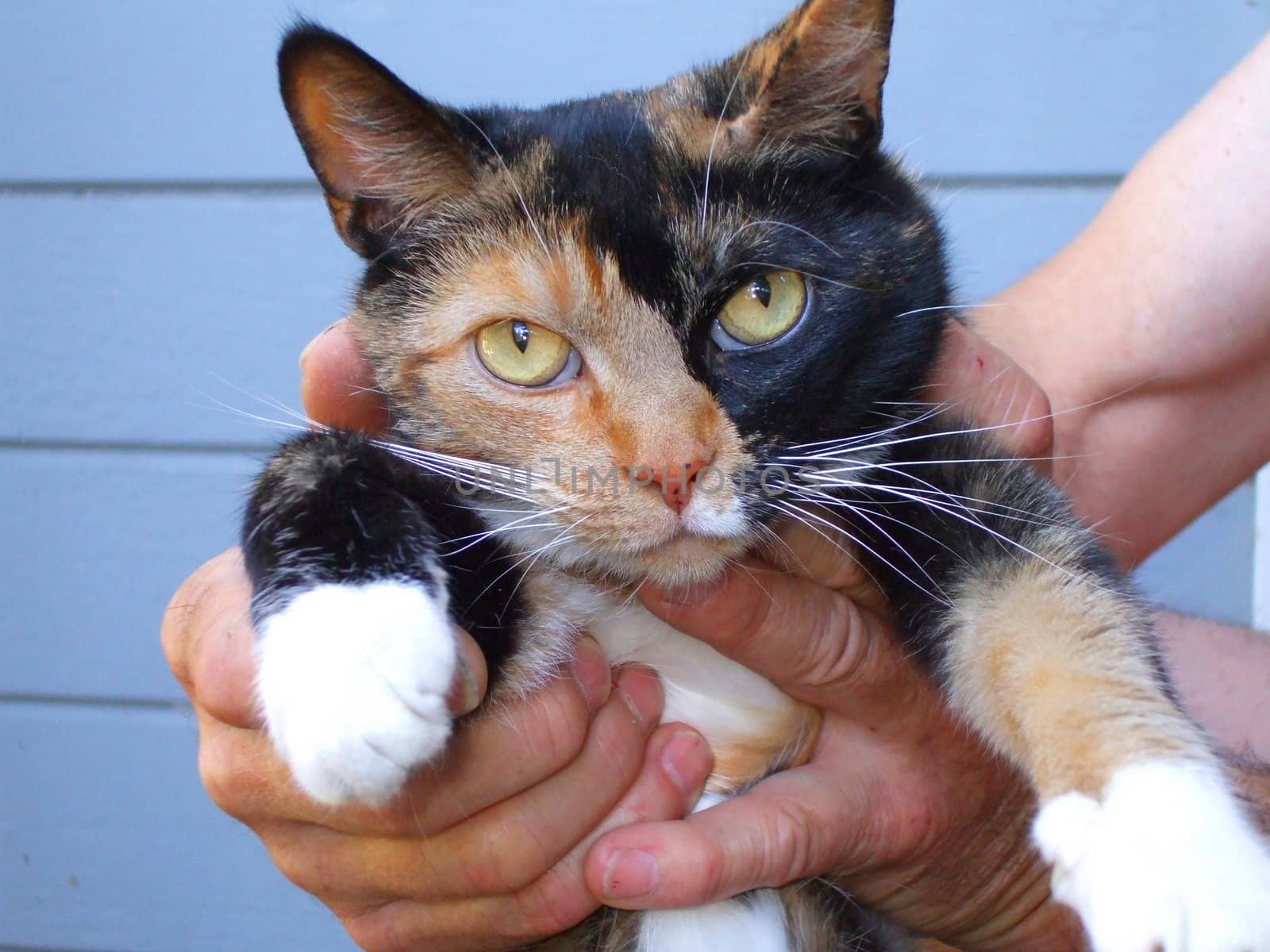 Close up of a small calico cat.