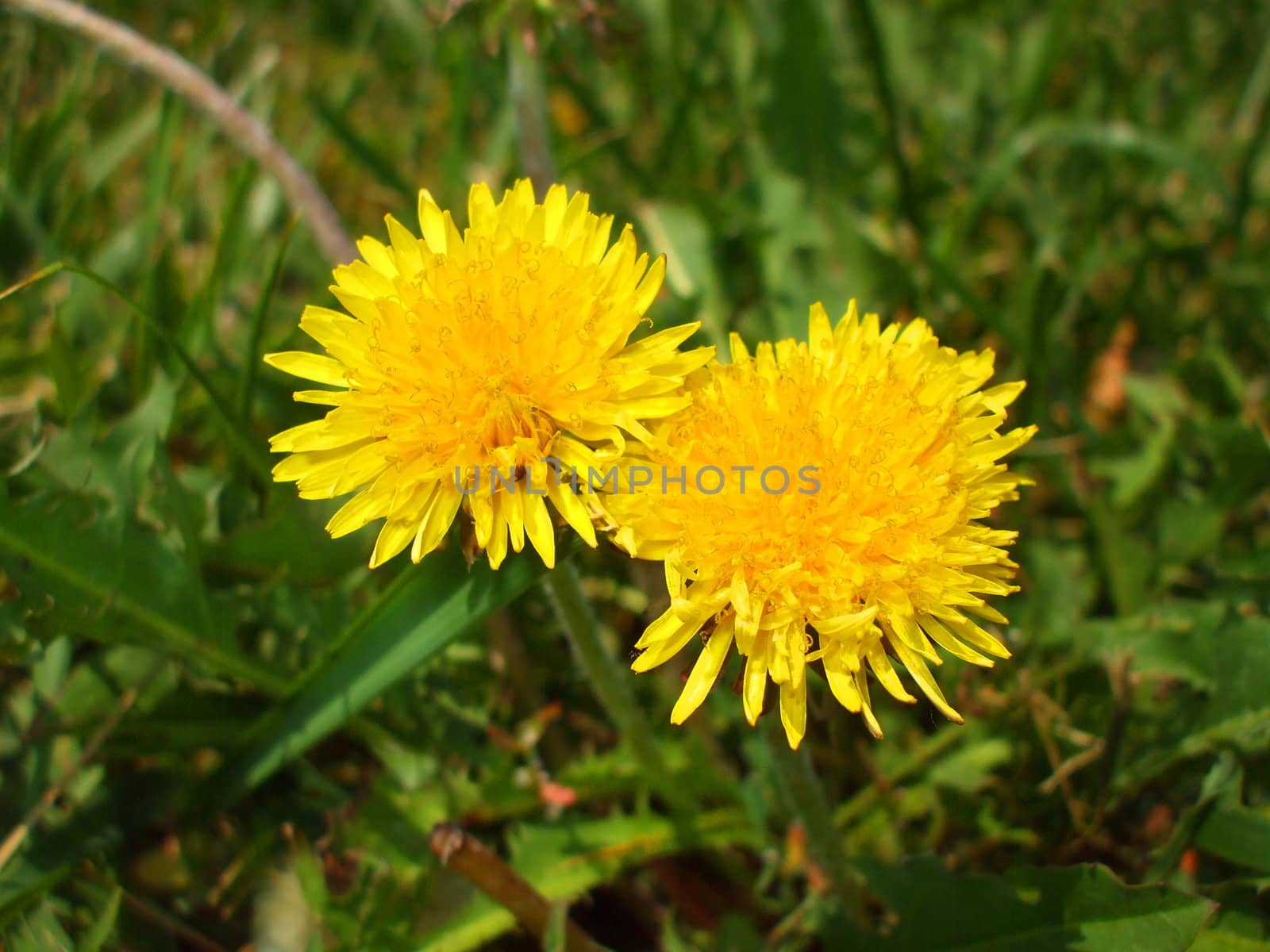 Close up of the yellow dandelion flowers.