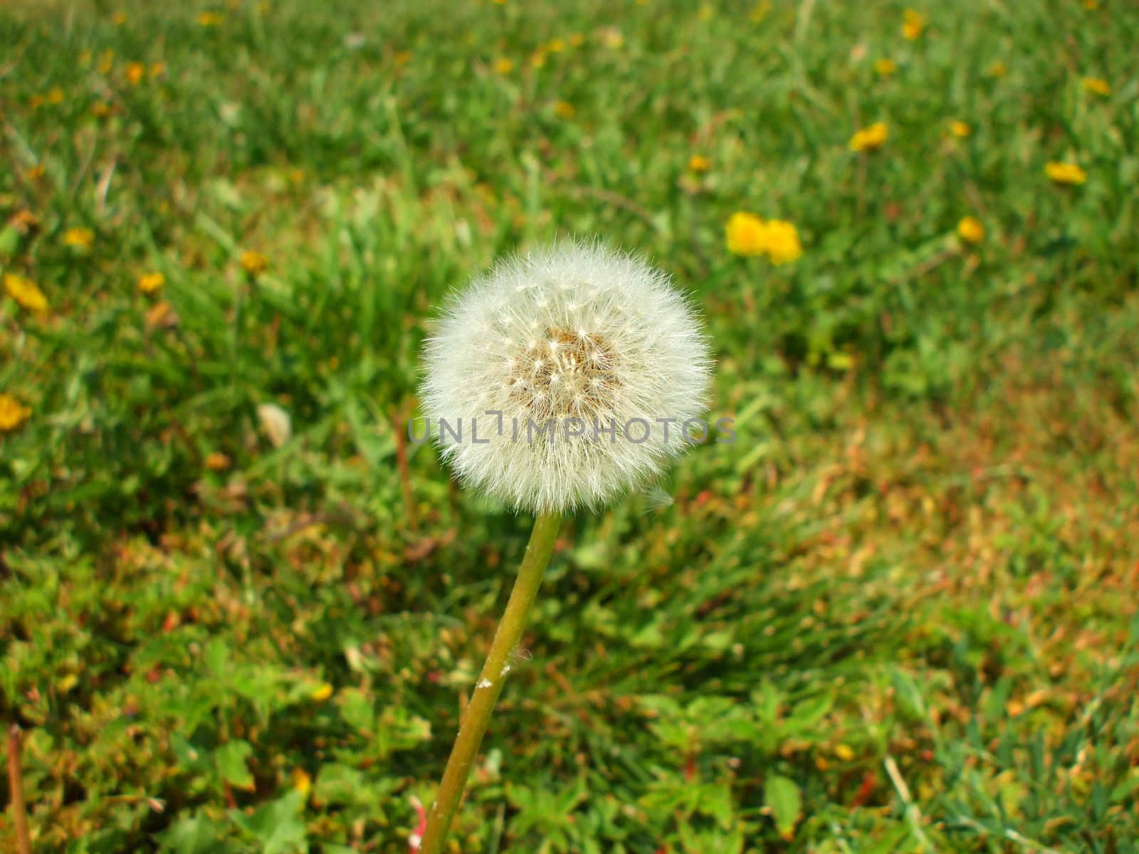 Close up of the dandelion seeds.