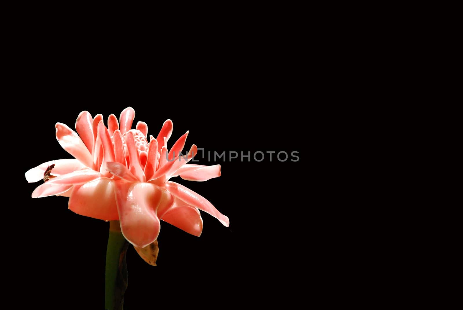 Beautiful ginger flower isolated in black background