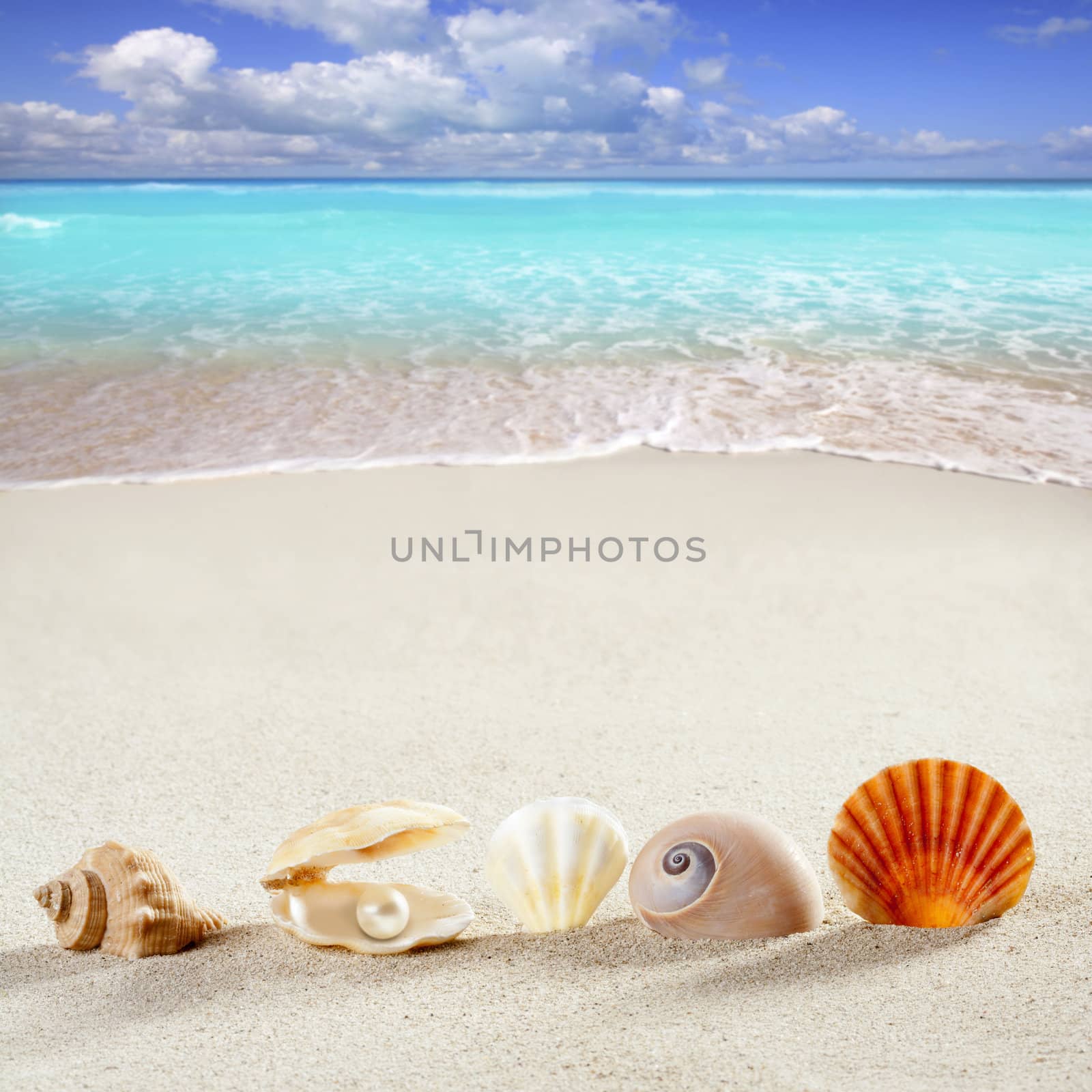 beach summer vacation background shell pearl clam by lunamarina