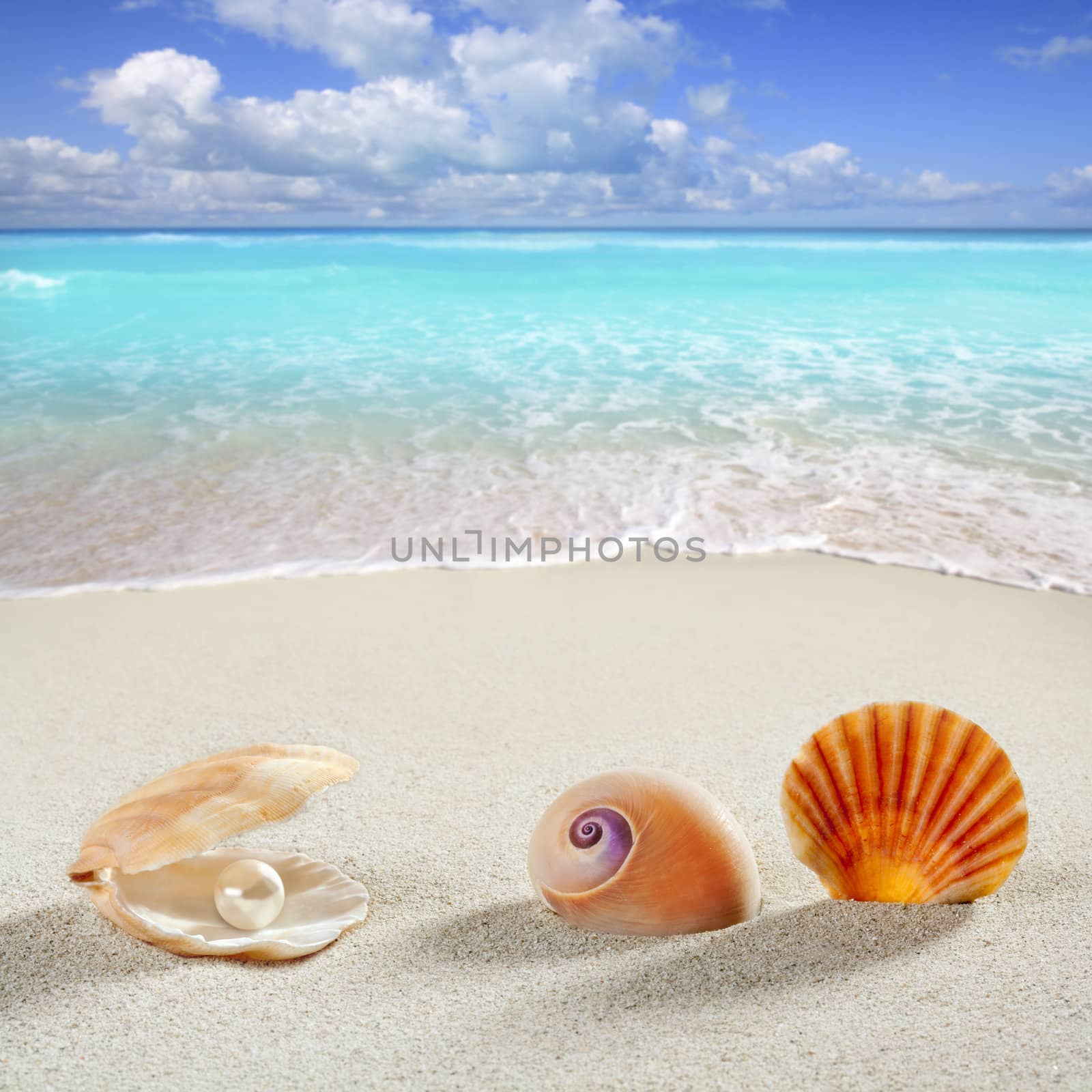 beach summer vacation background shell pearl clam by lunamarina