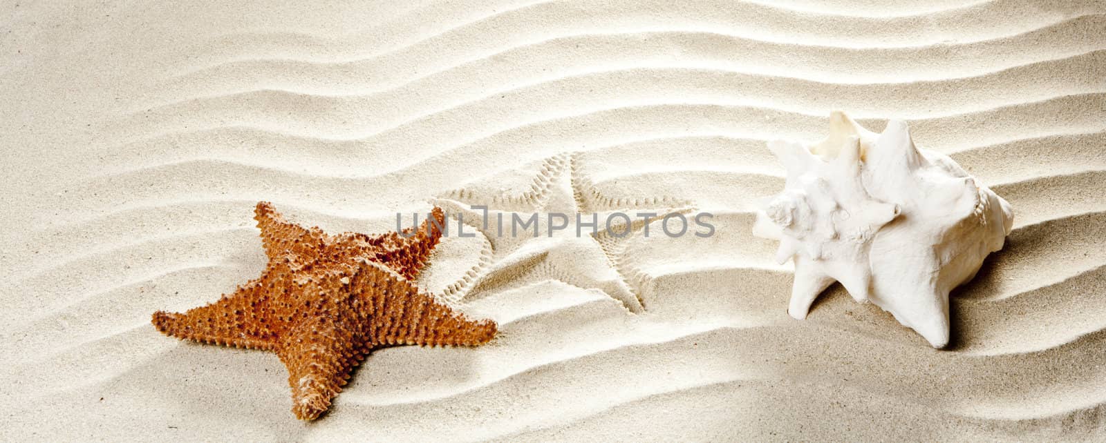 caribbean shell and starfish over wavy white sand beach such a summer vacation symbol