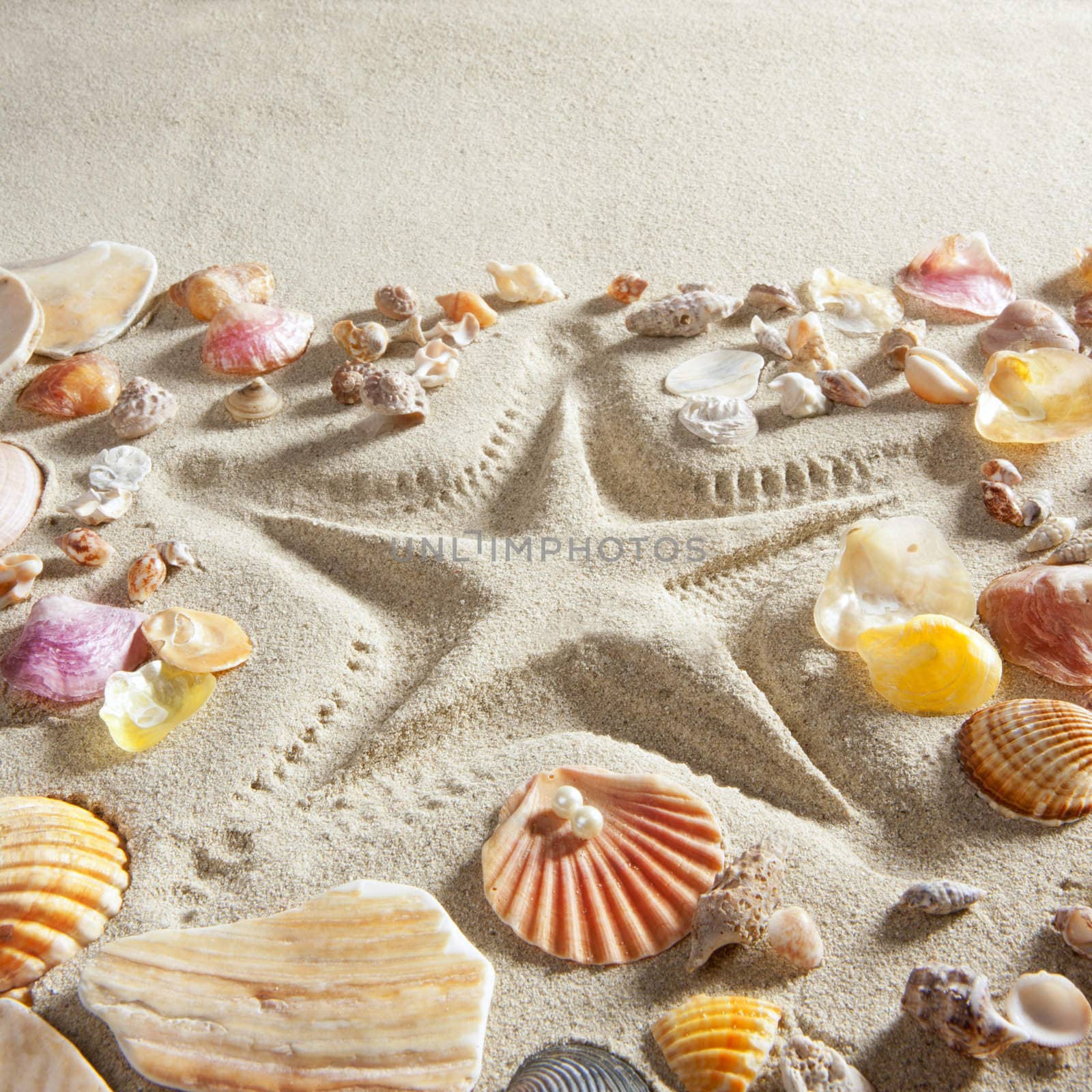 beach with starfish printed in white sand many clam shells as a summer vacation background