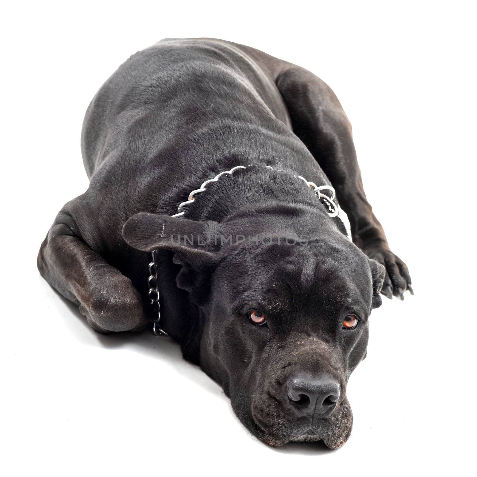  purebred  italian mastiff lying down in a white background