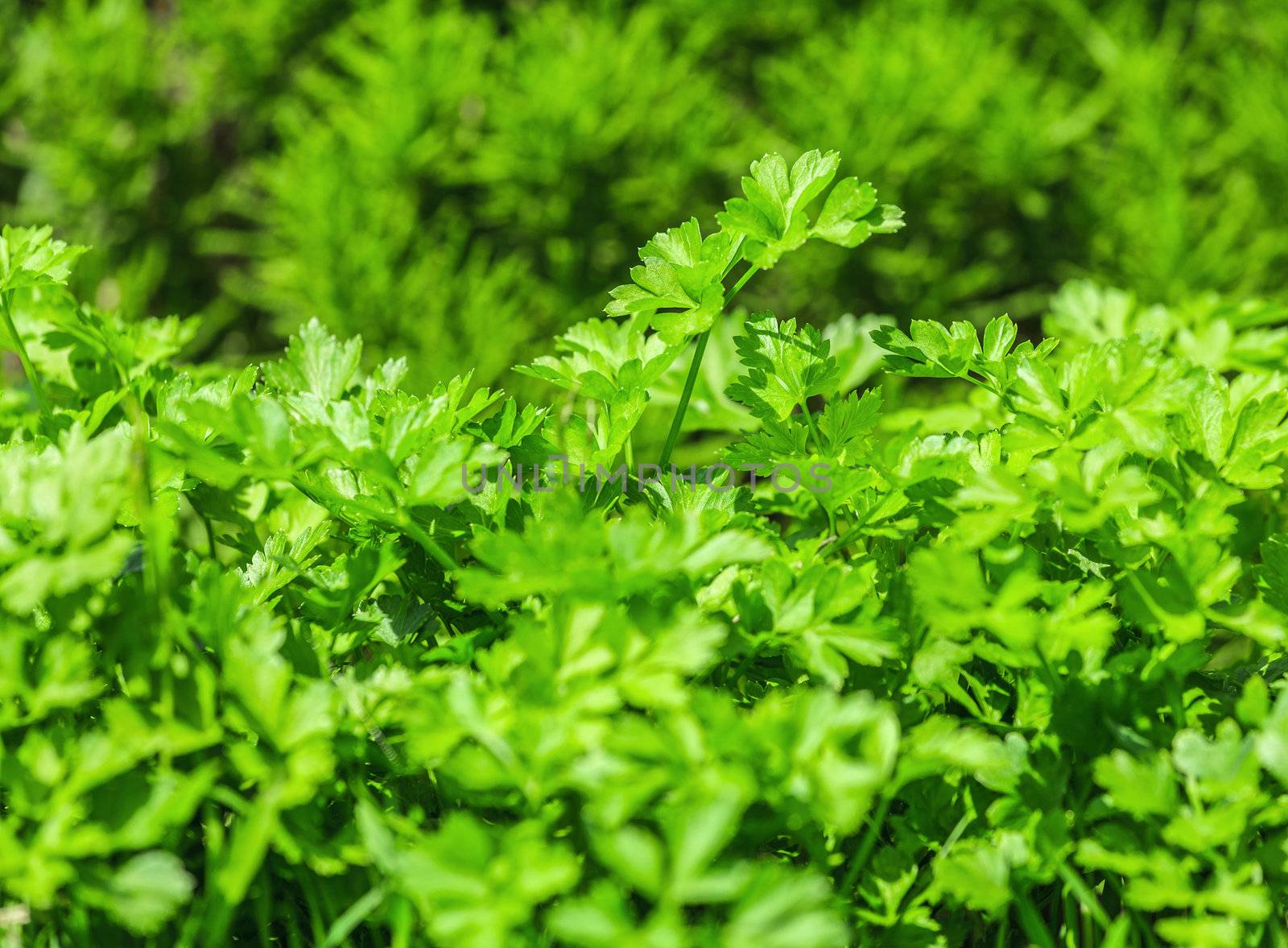 Fresh parsley in the garden, close-up.