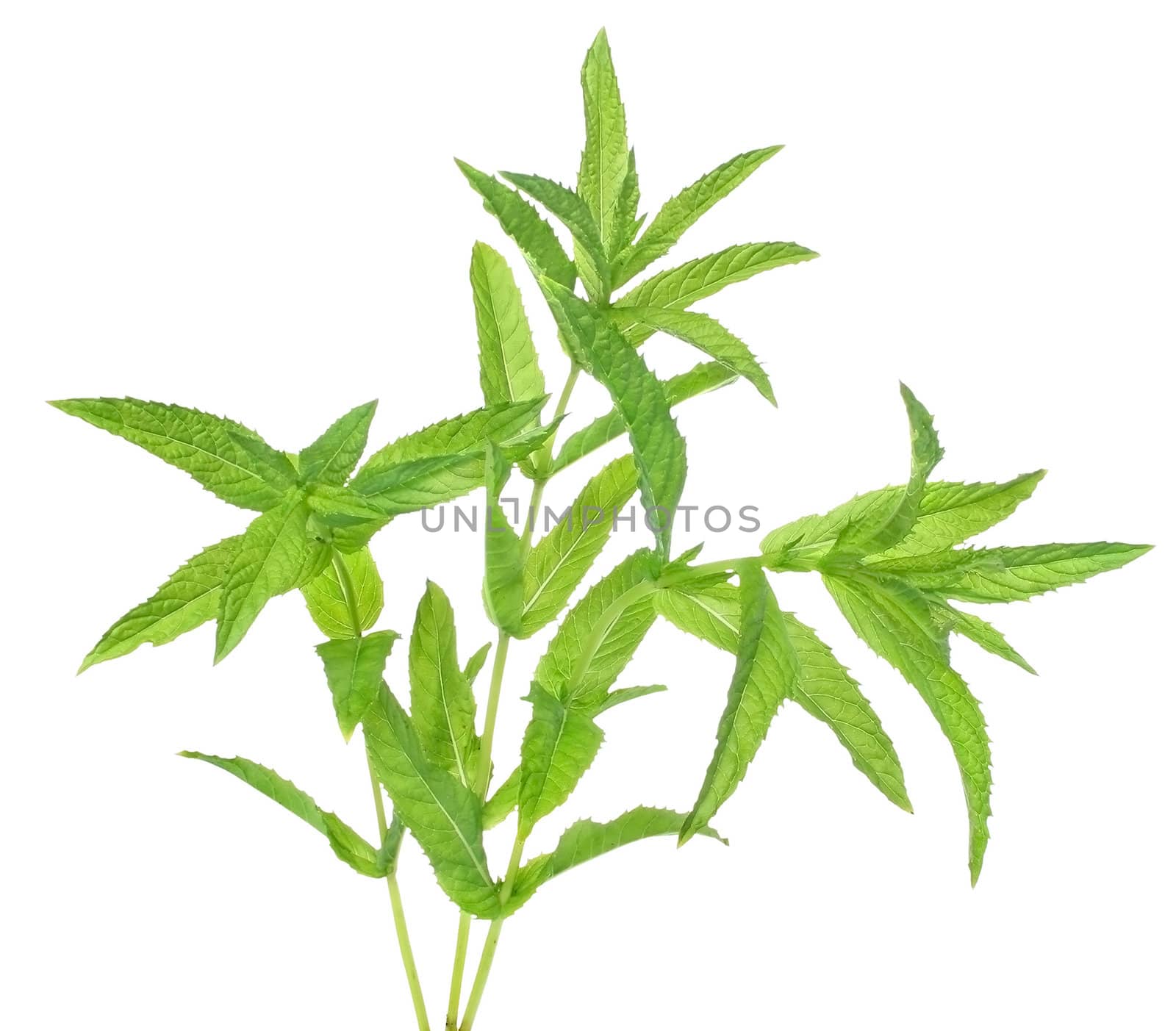 A sprig of mint on a white background