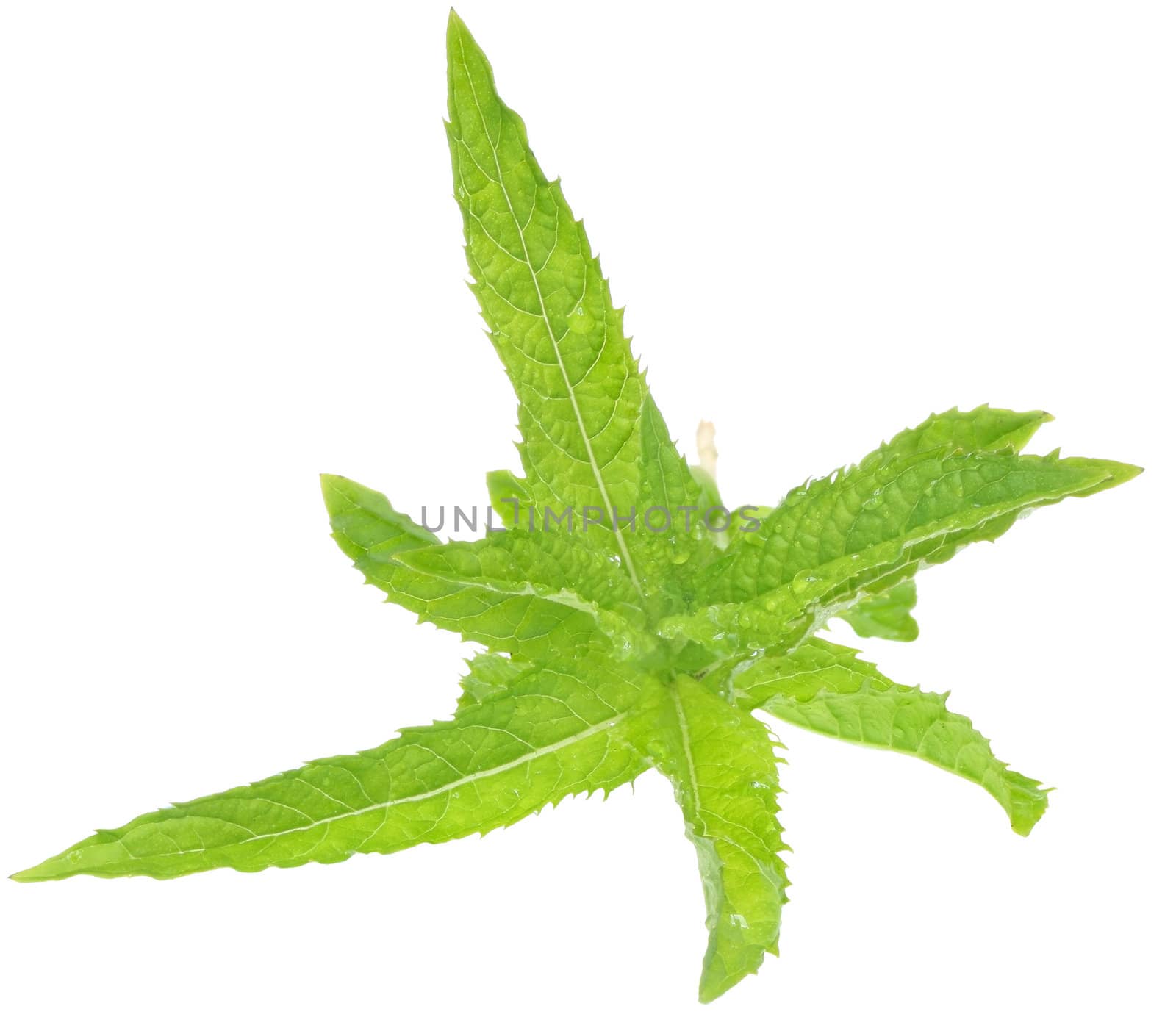 A sprig of mint on a white background