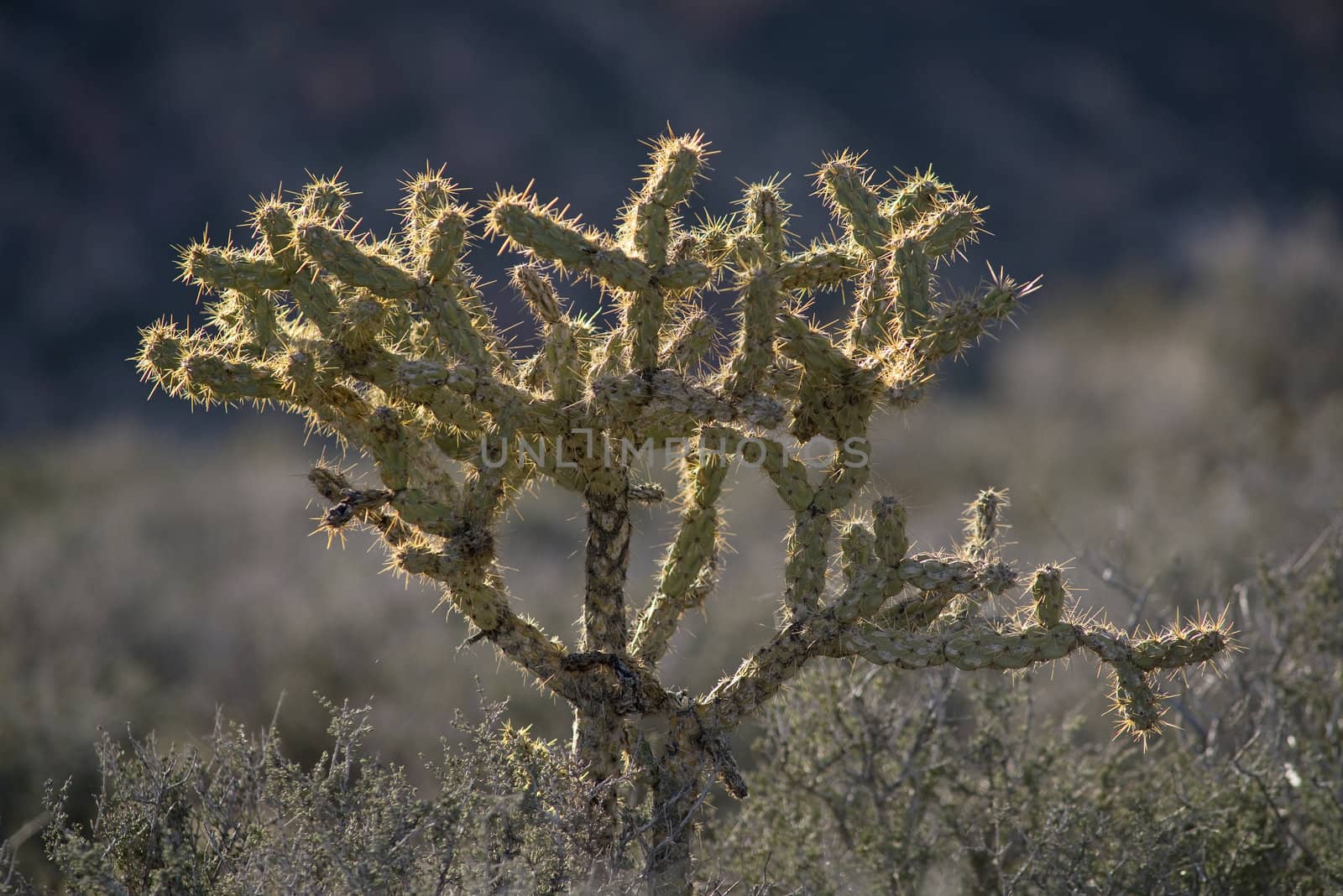 Pencil Cholla cactus (Opuntia ramosissima) at Red Rock Canyon, Mojave Desert, Nevada