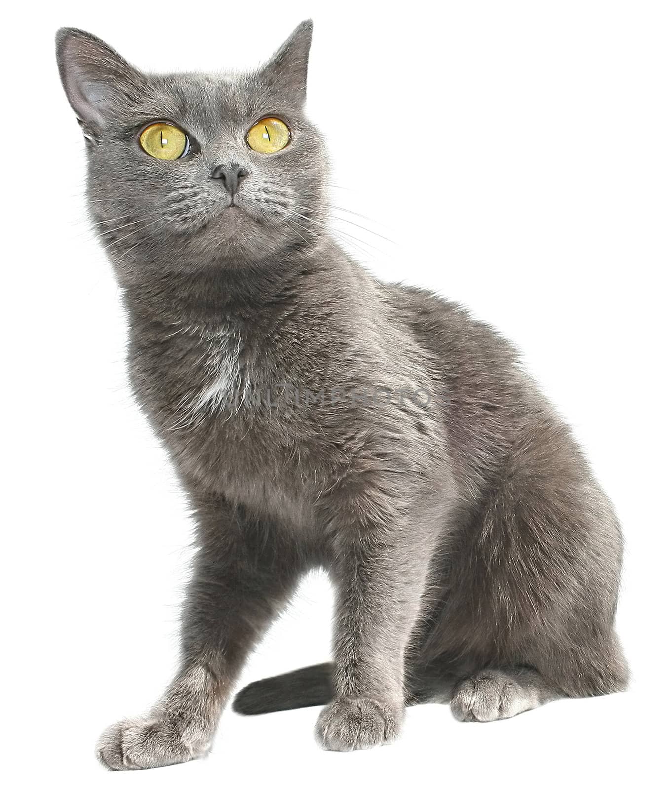 Grey cat on a white background.