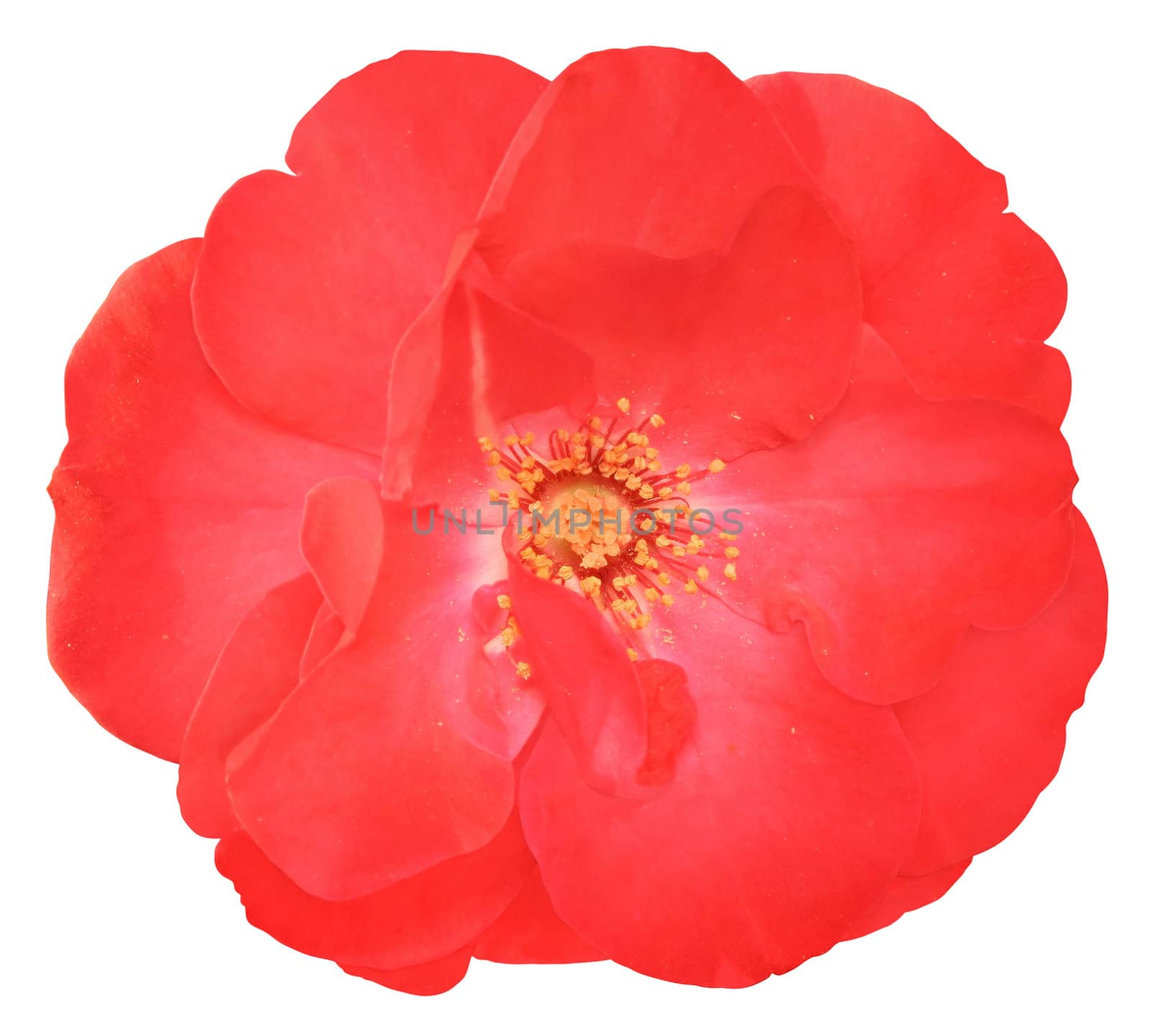 Flower of the rose on white background.