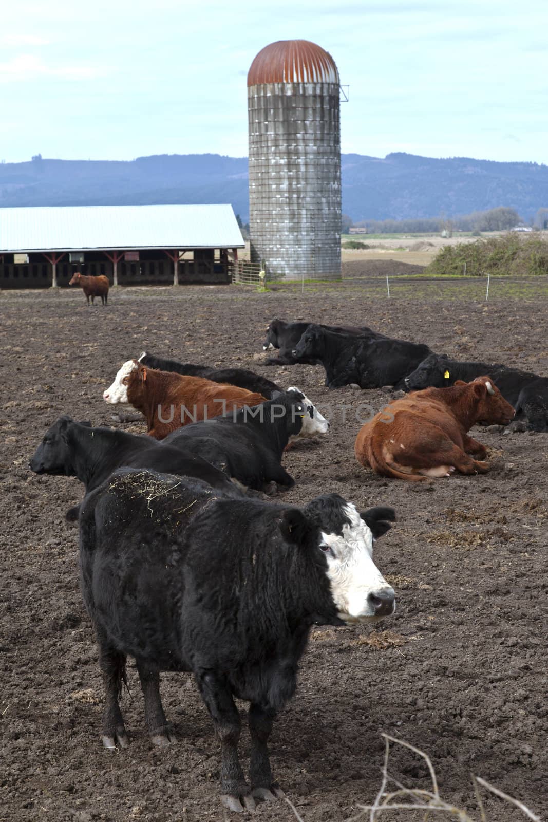 Resting cows in a field Suvie Island Oregon.